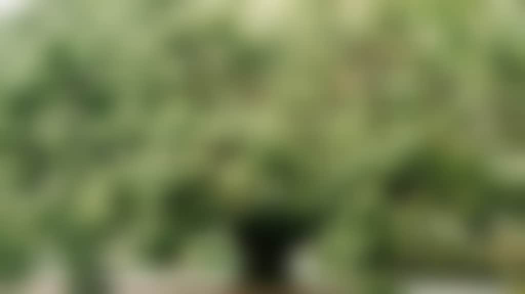 7E6D4Dacf6Fbcec7B6C5B8060404E13B