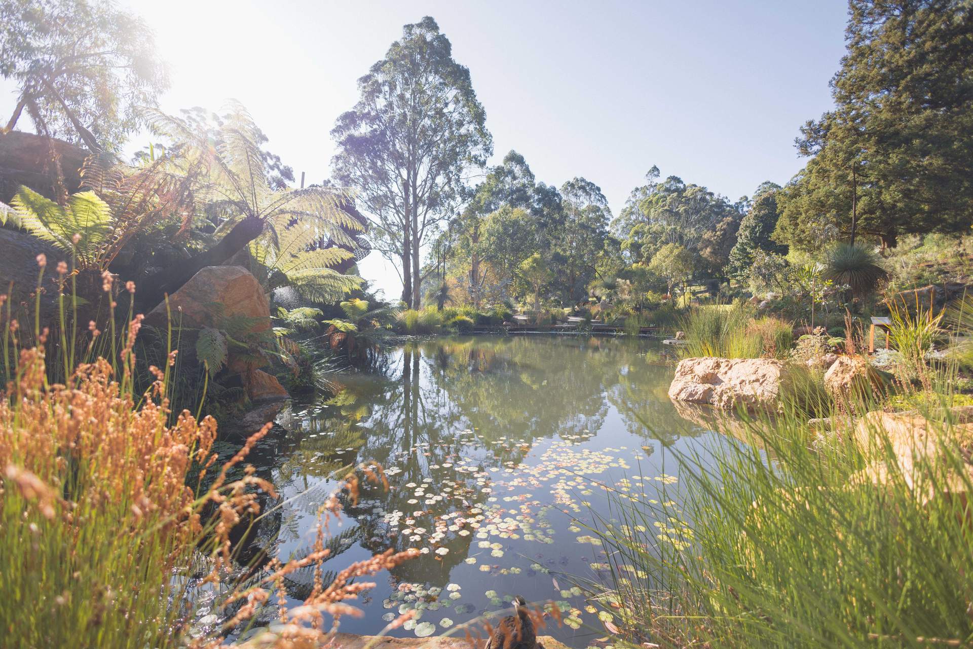 2023 Chelsea Australia Garden 06