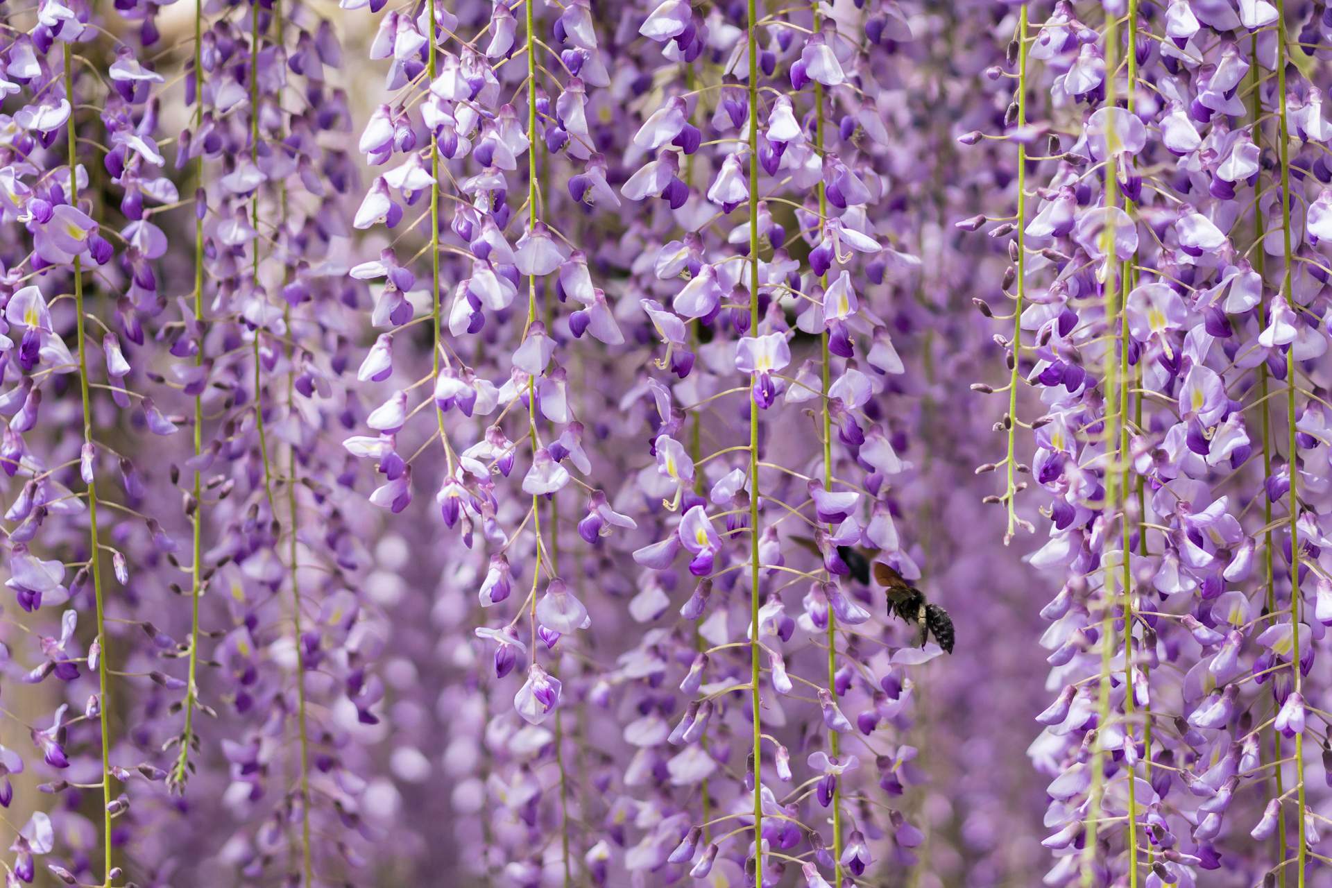 My nguyen p5 SY Fnpc E Ro unsplash
