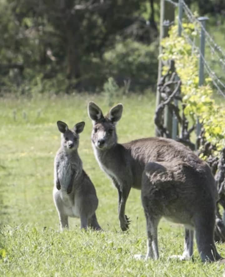 yarravalley dandenongranges