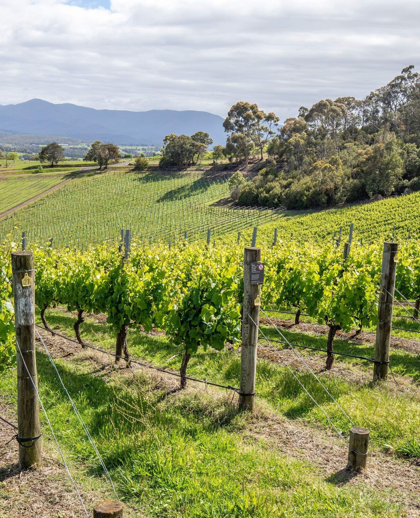 yarravalley dandenongranges