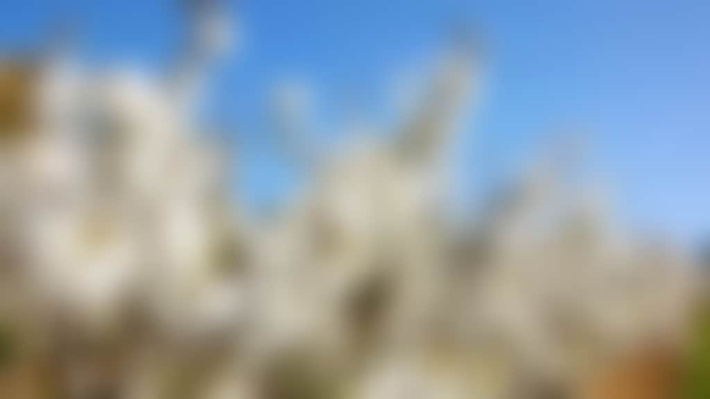 A427C3C9Da575Fa7C0Dd11Dc0966288A