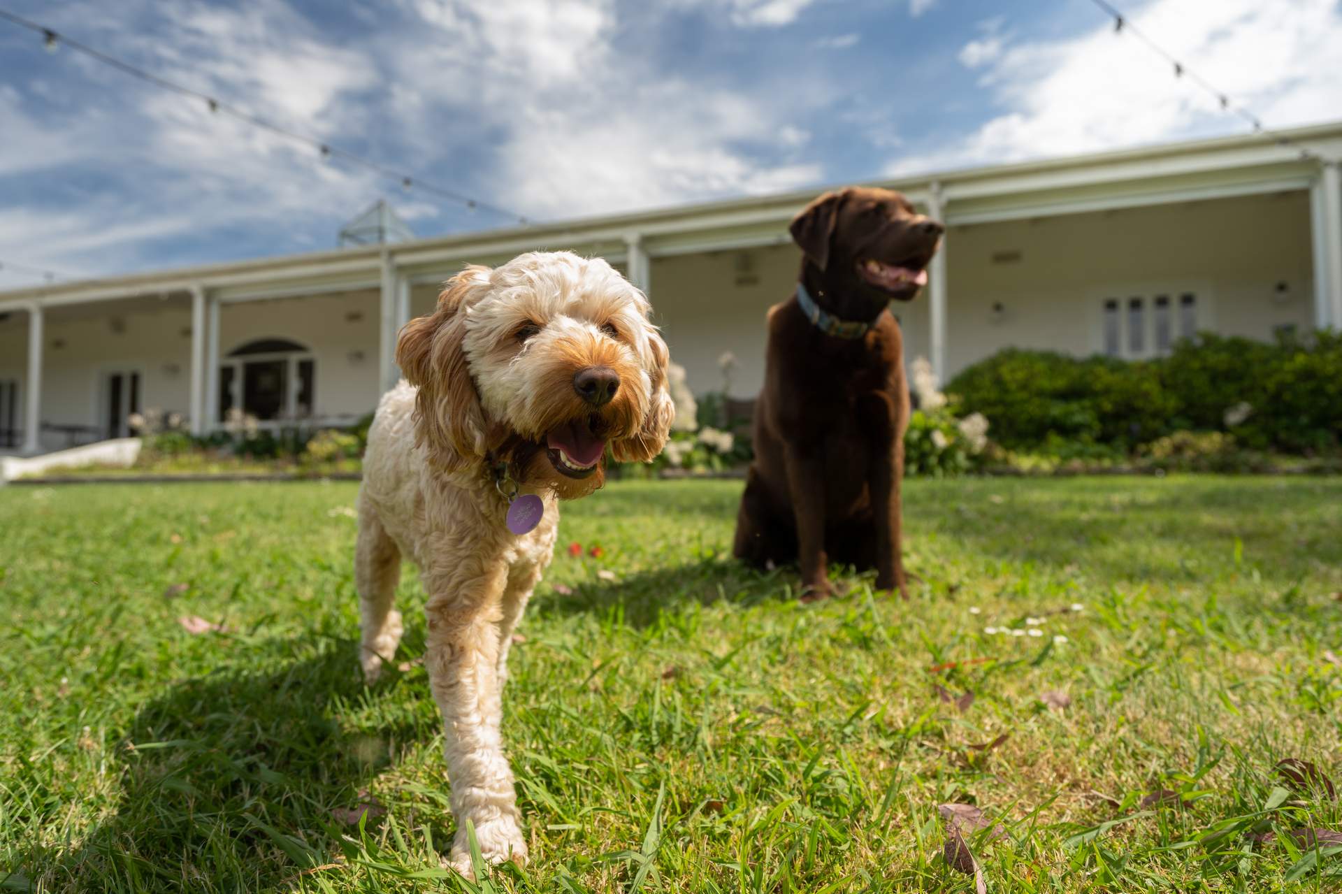 2021 Rob Dolan Dog Friendly Christopher Wong Hi Res 05