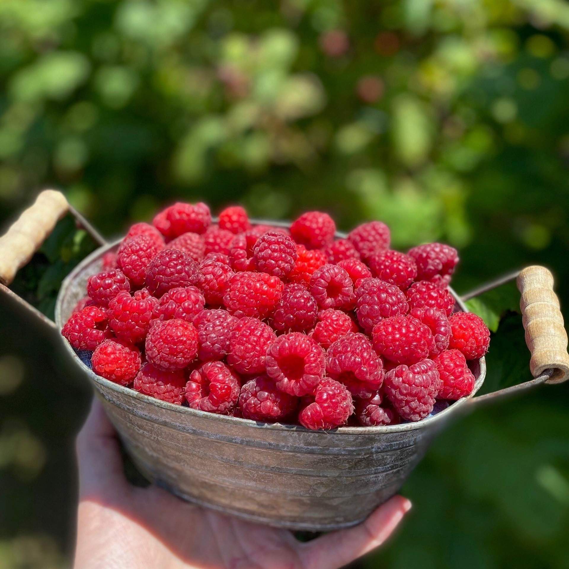 Rasberries in Tub Rachel FB 1