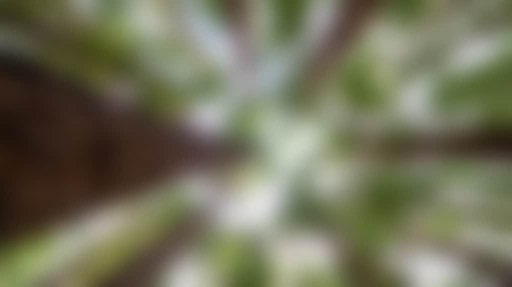 655E4Ea2Ba0636D582A6412C59F121C1