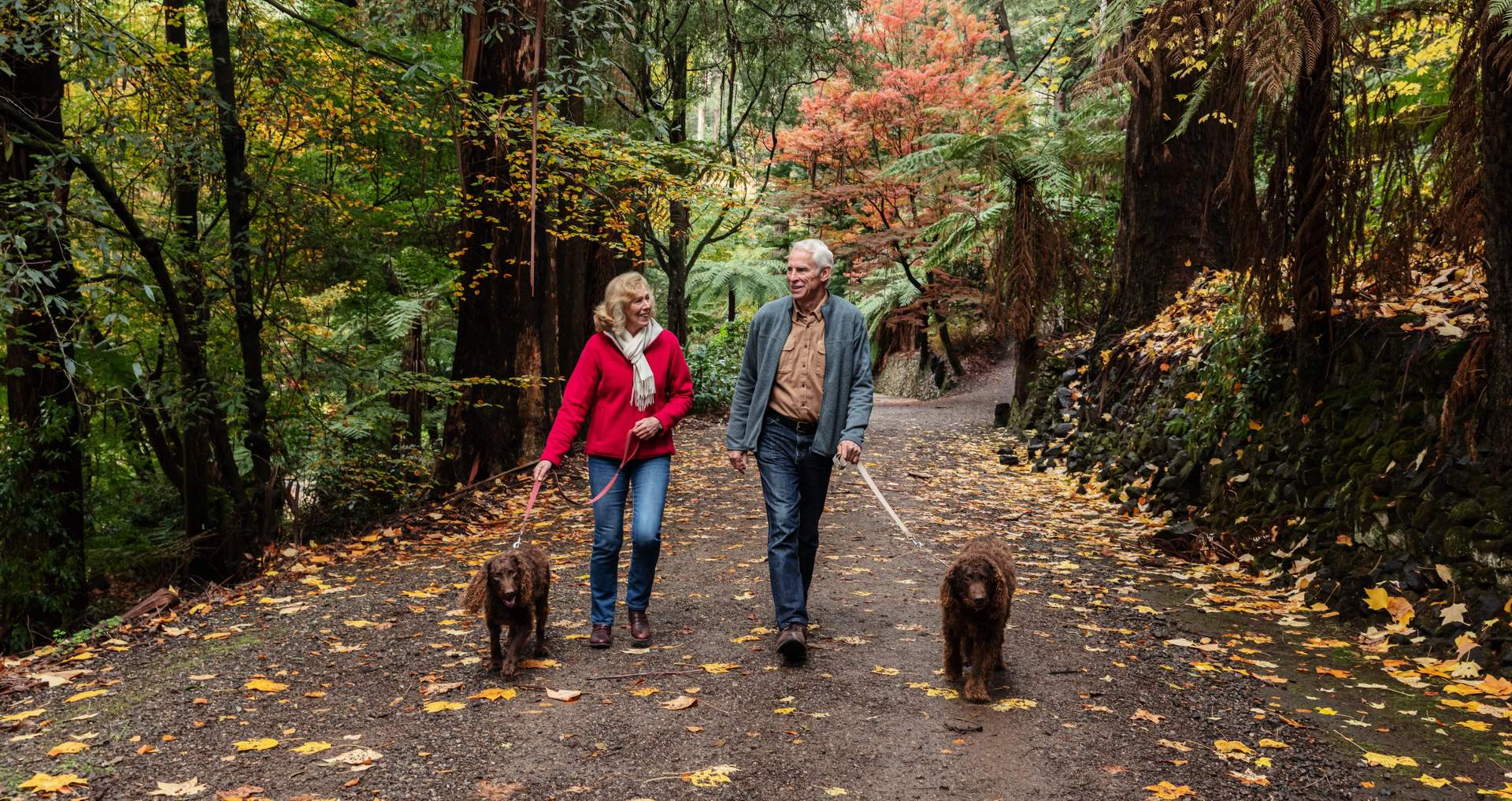 Dog Walking Alfred Nicholas Gardens Dandenong Ranges National Park