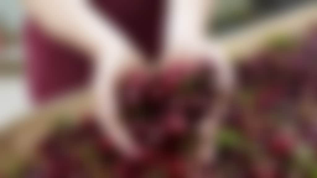 210D8521648A42F0Db733389A37B78B3_Bn3Idkz