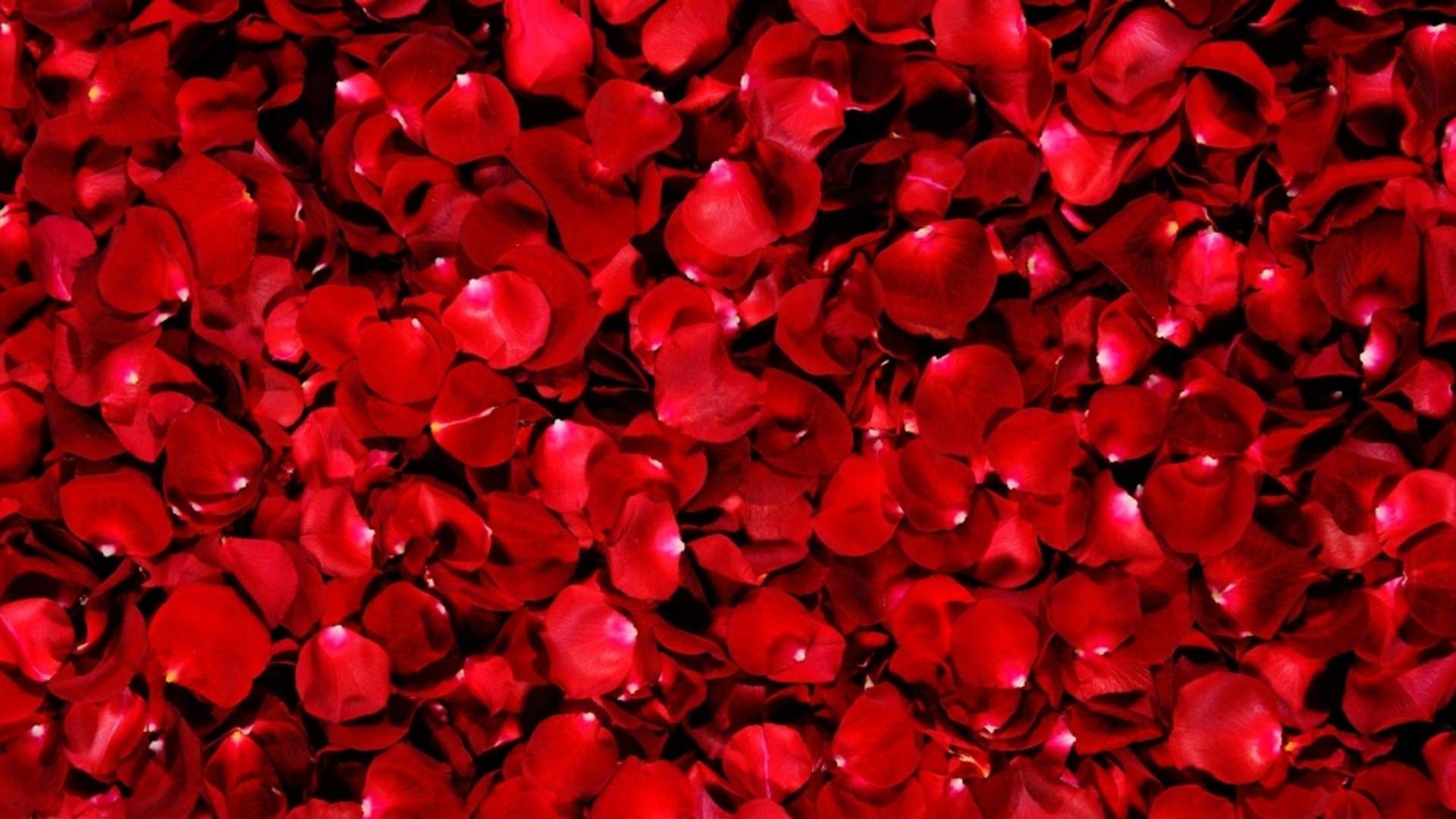 Rose petal visitdandenongranges