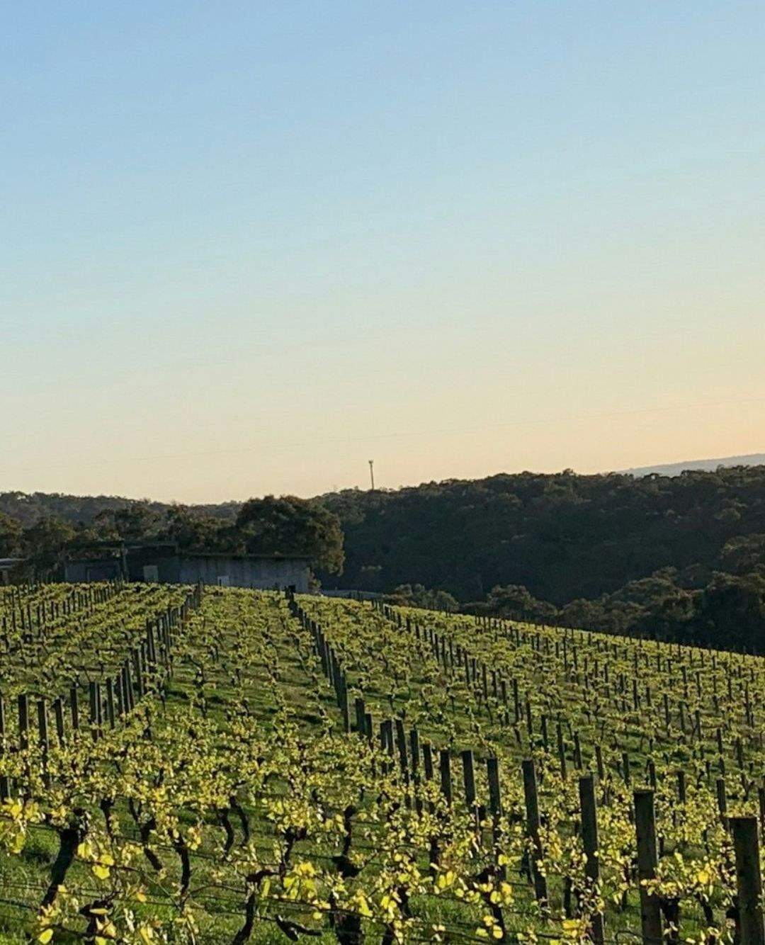 yarravalley dandenongranges
