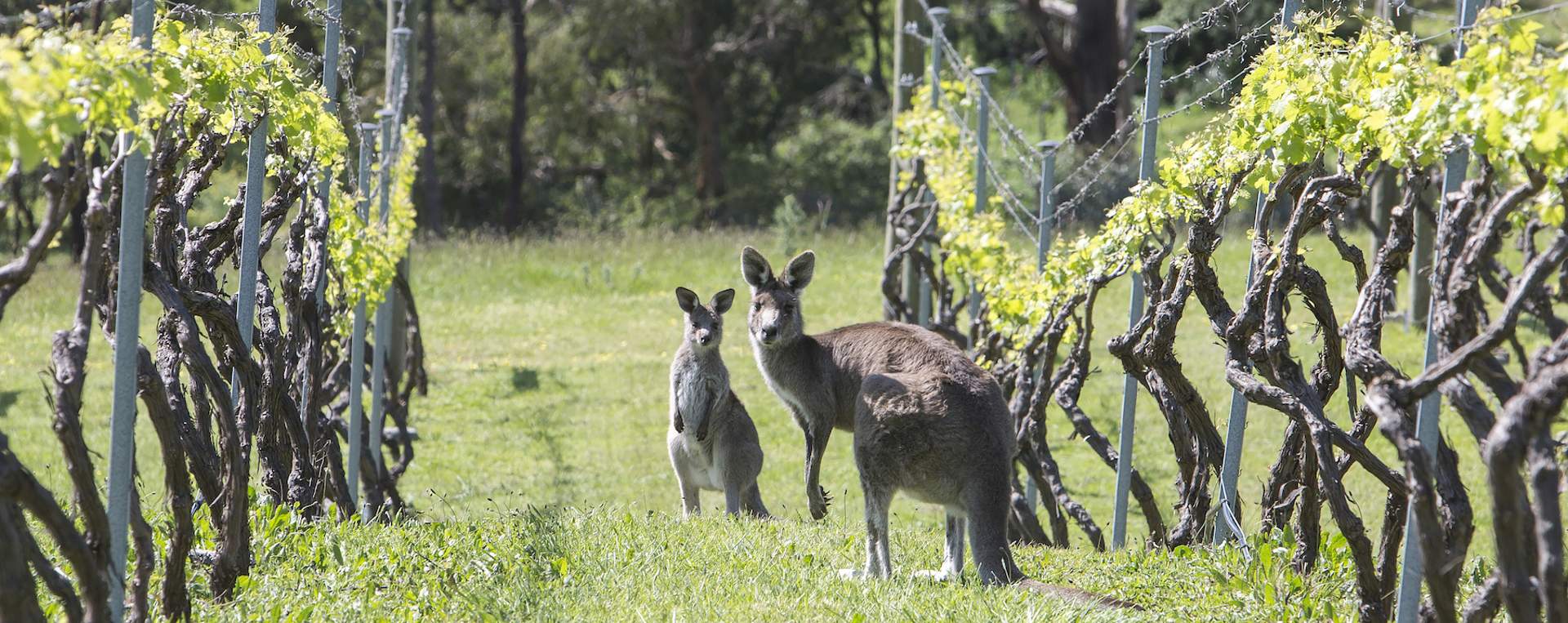 Swipers gully roo 4 1800