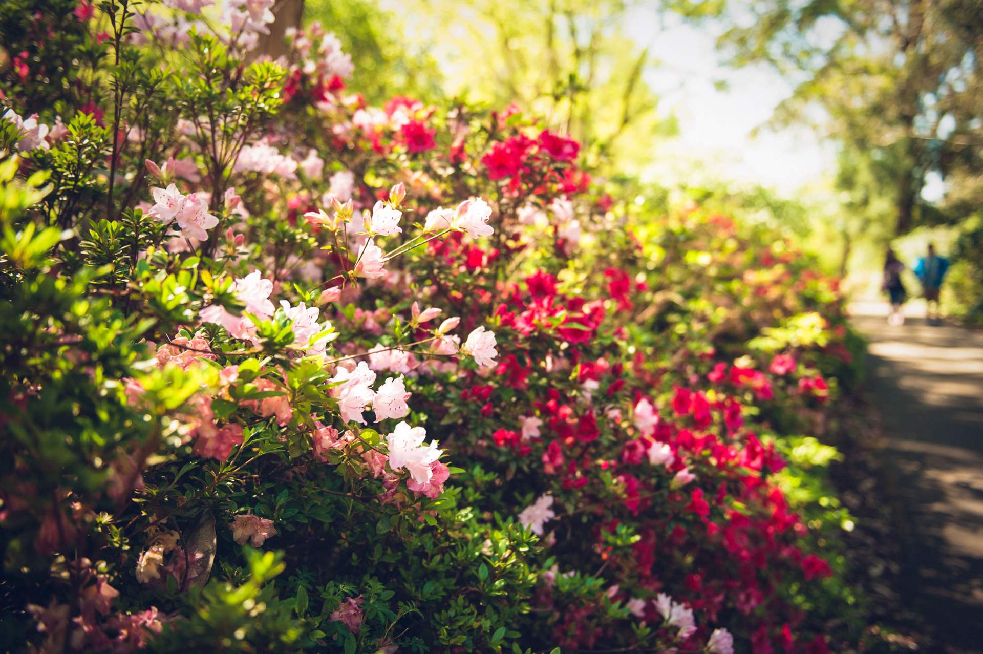 Must see gardens dandenong ranges national park