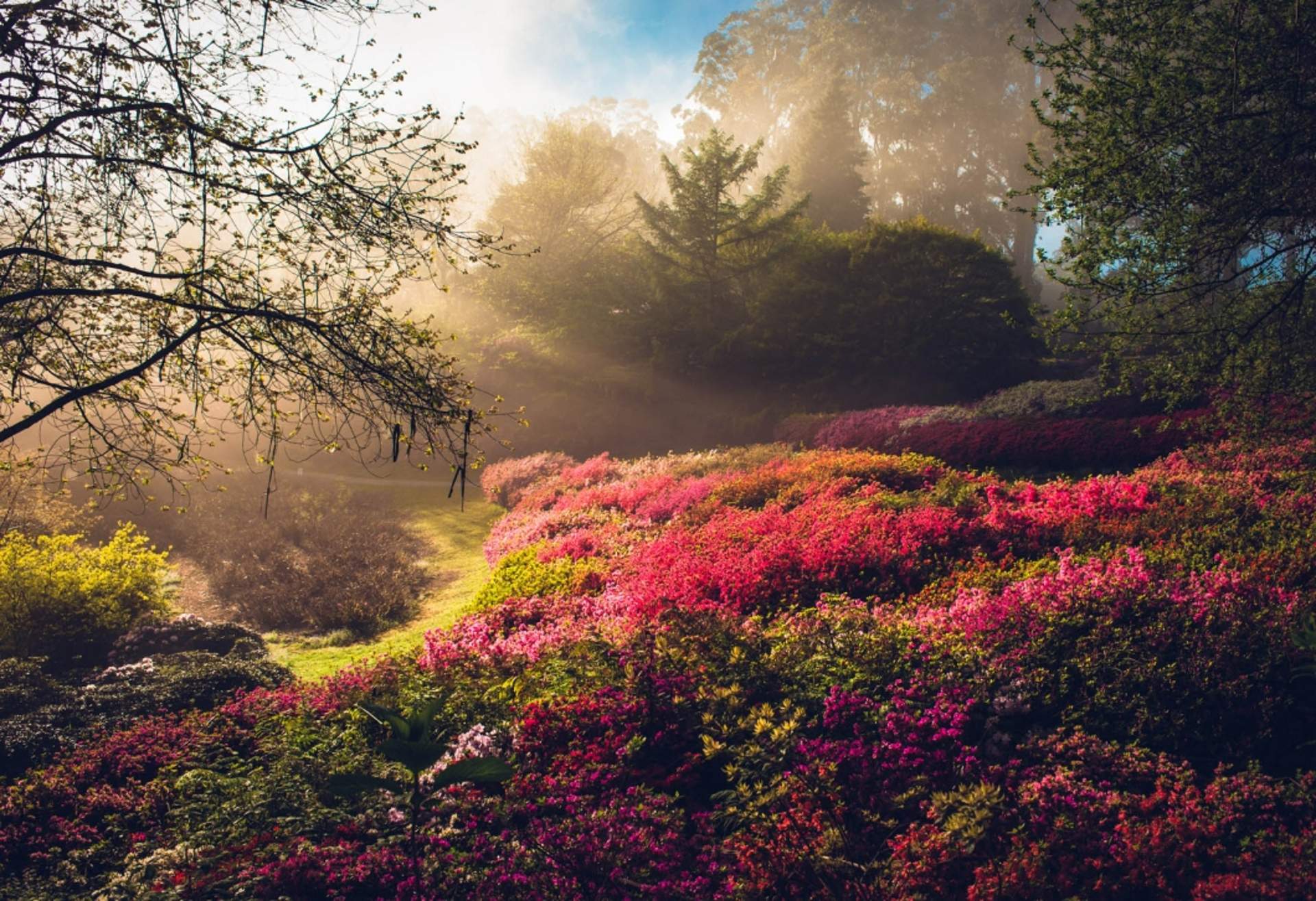 Botanic gardens sunrise