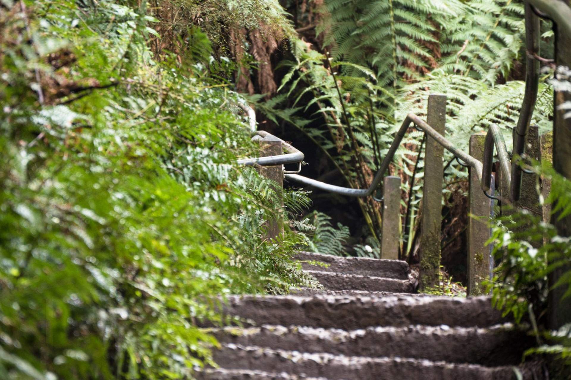 1000 Steps 1