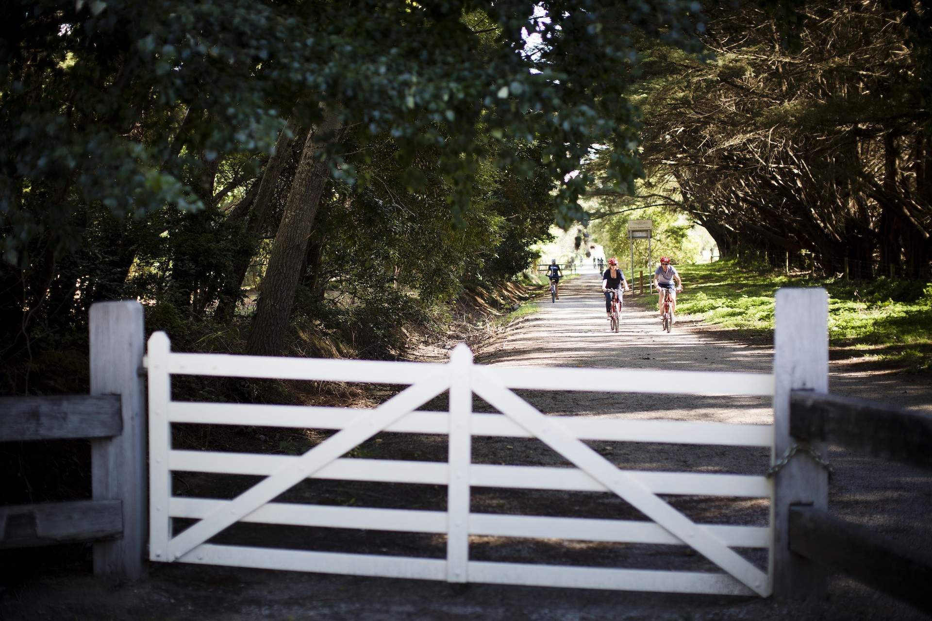 Lilydale to warburton rail trail