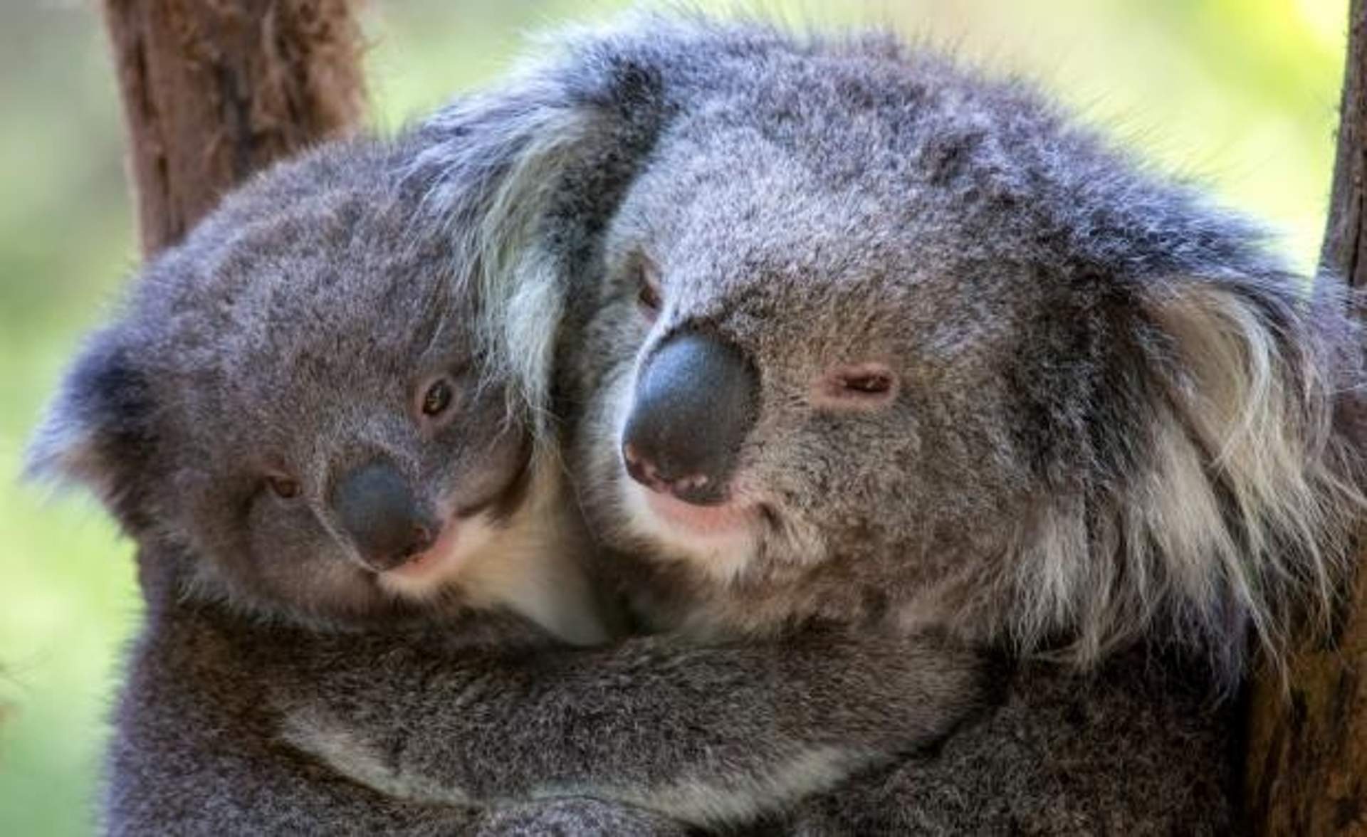Healesville sanctuary koalas hazel and emily copy