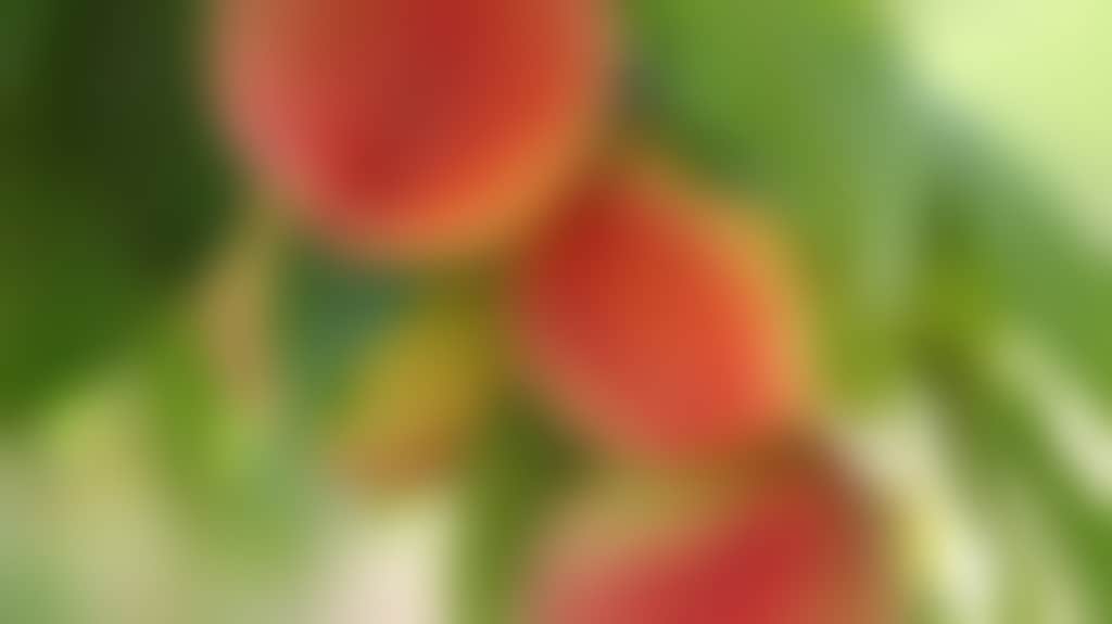 0E6D4Ee442D66B49B716Cda1E682Ef62