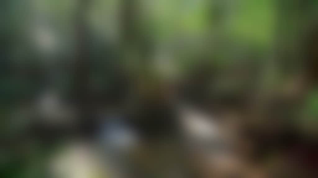 Toolangi state forest
