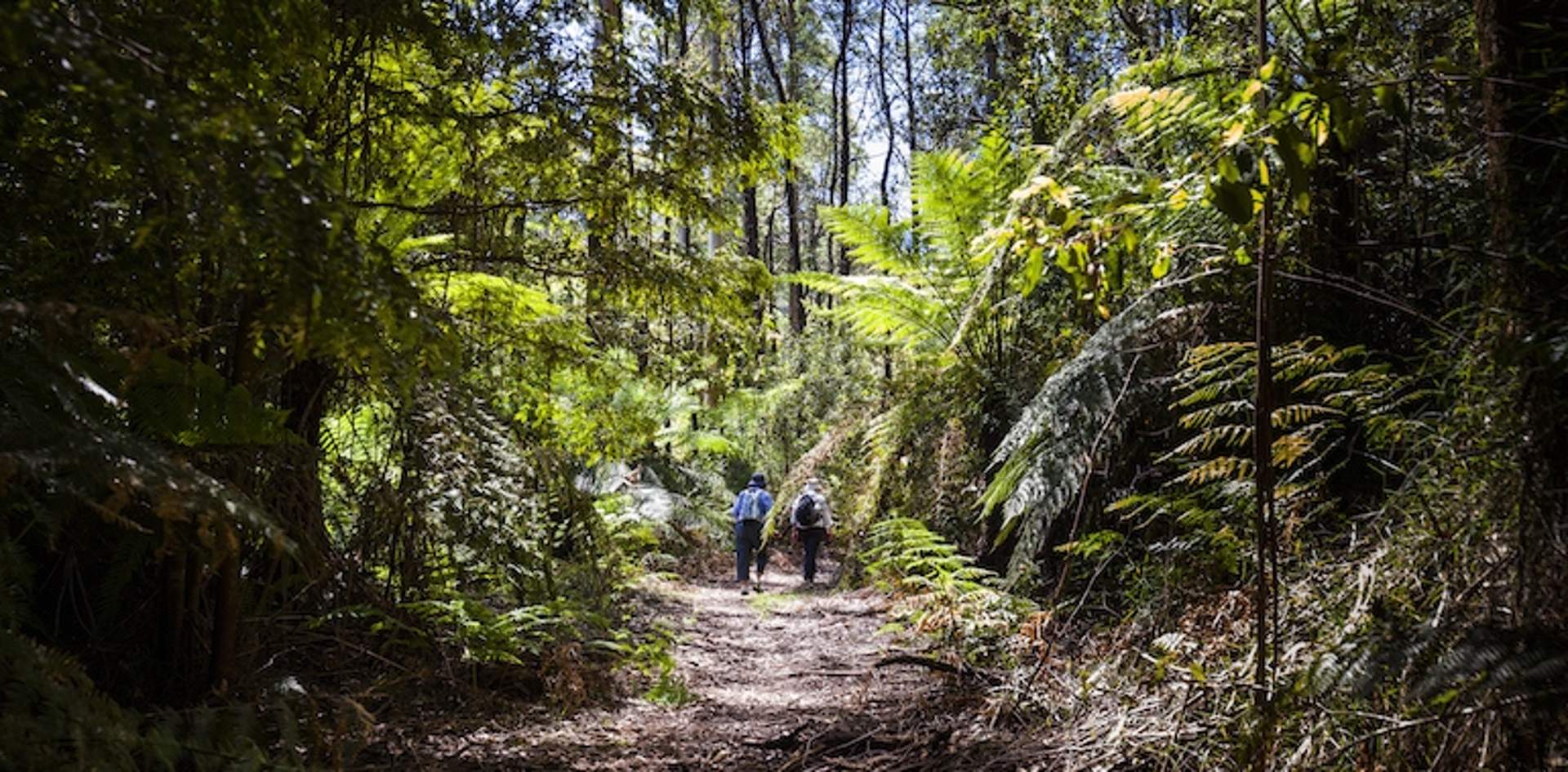 Things to do around powelltown