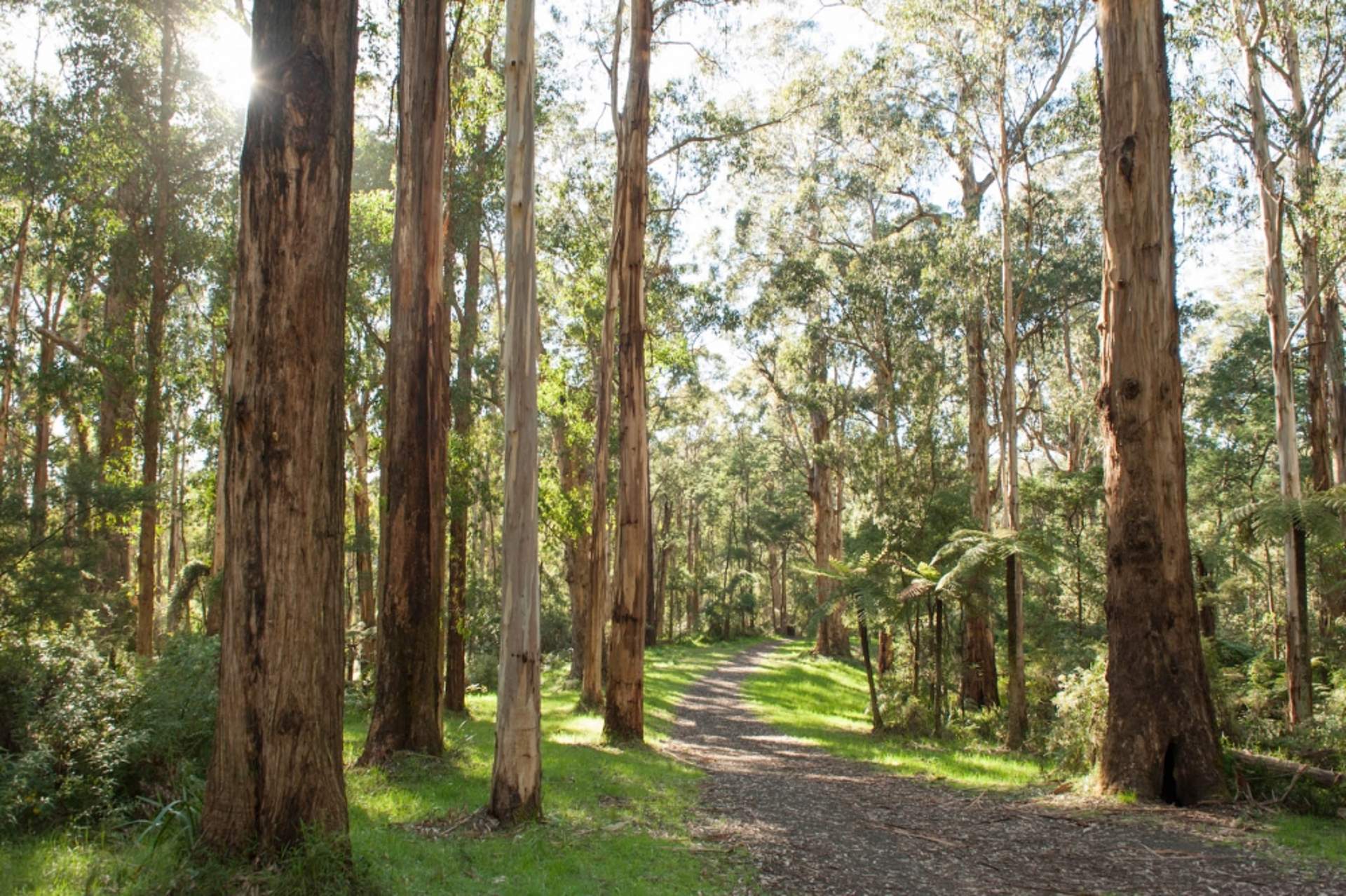 Olindafalls bushwalking