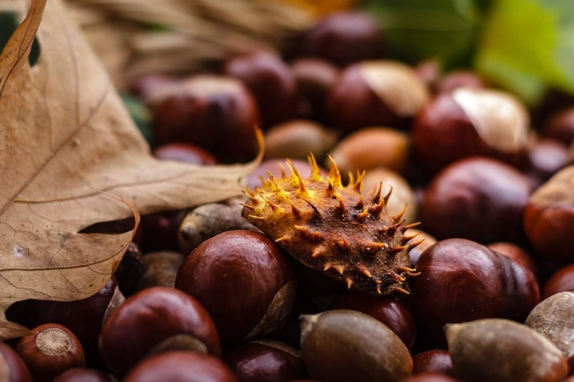 Chestnut festival kalorama