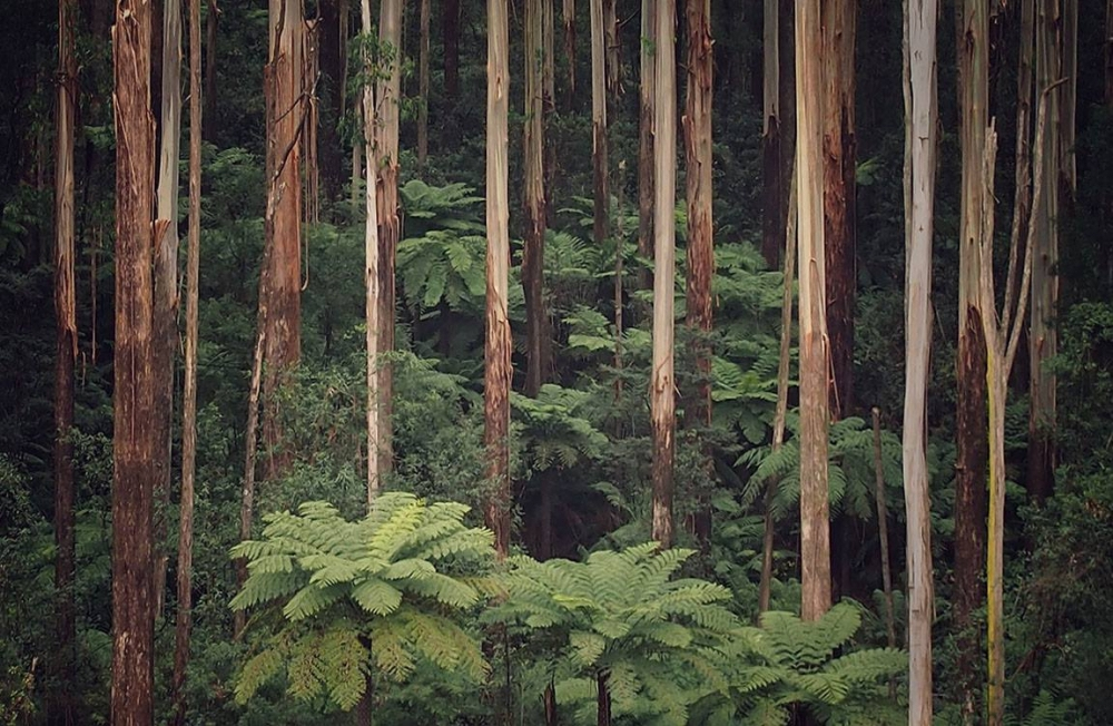 13996041 1170417196337526 1940018919953383545 o