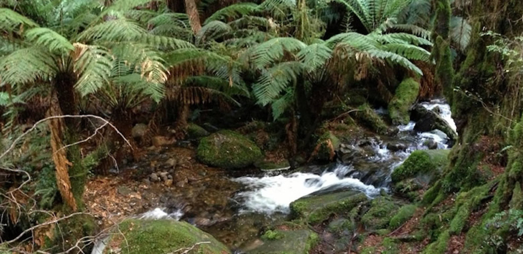 1423034233 rainforest creek 1