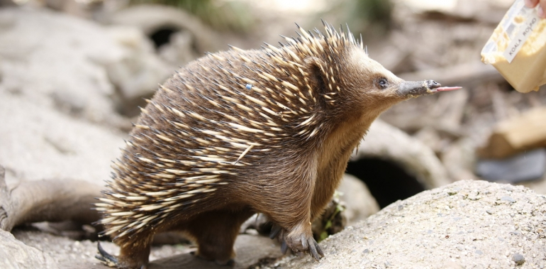 14967 short beaked echidna exploring exhibit healesville sanctuary