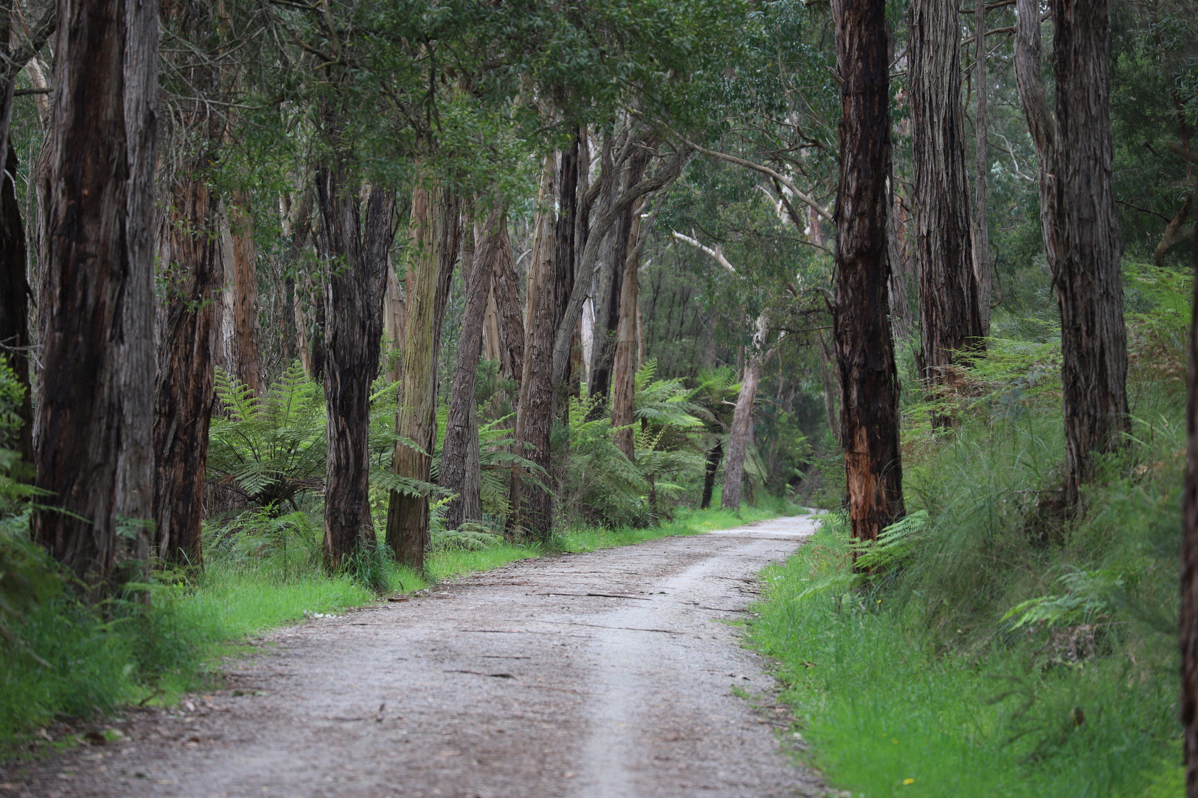 2023 Lilydale To Warburton Rail Trail 10