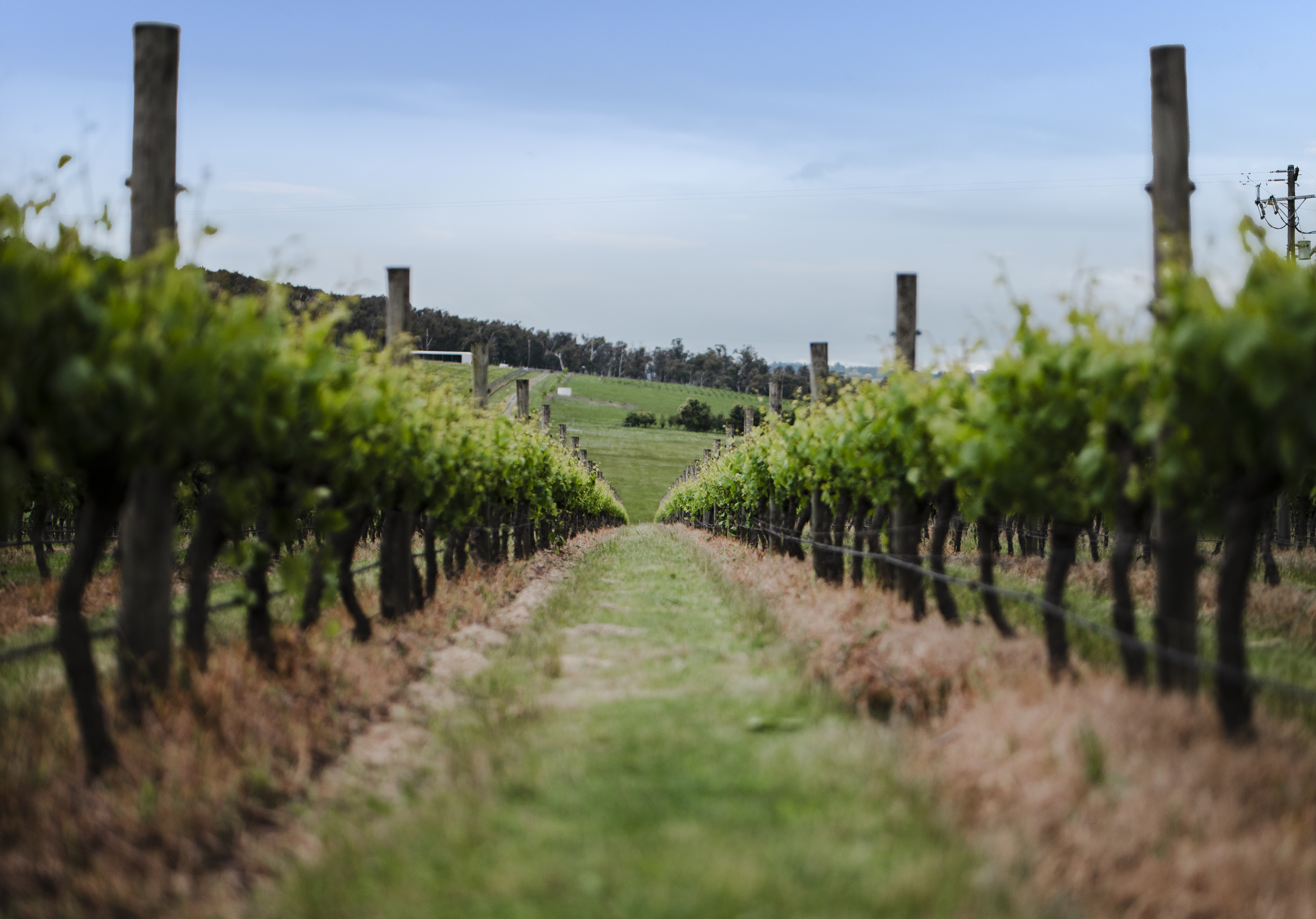 6 2021 Vineyards Neisha Breen Hi Res 17