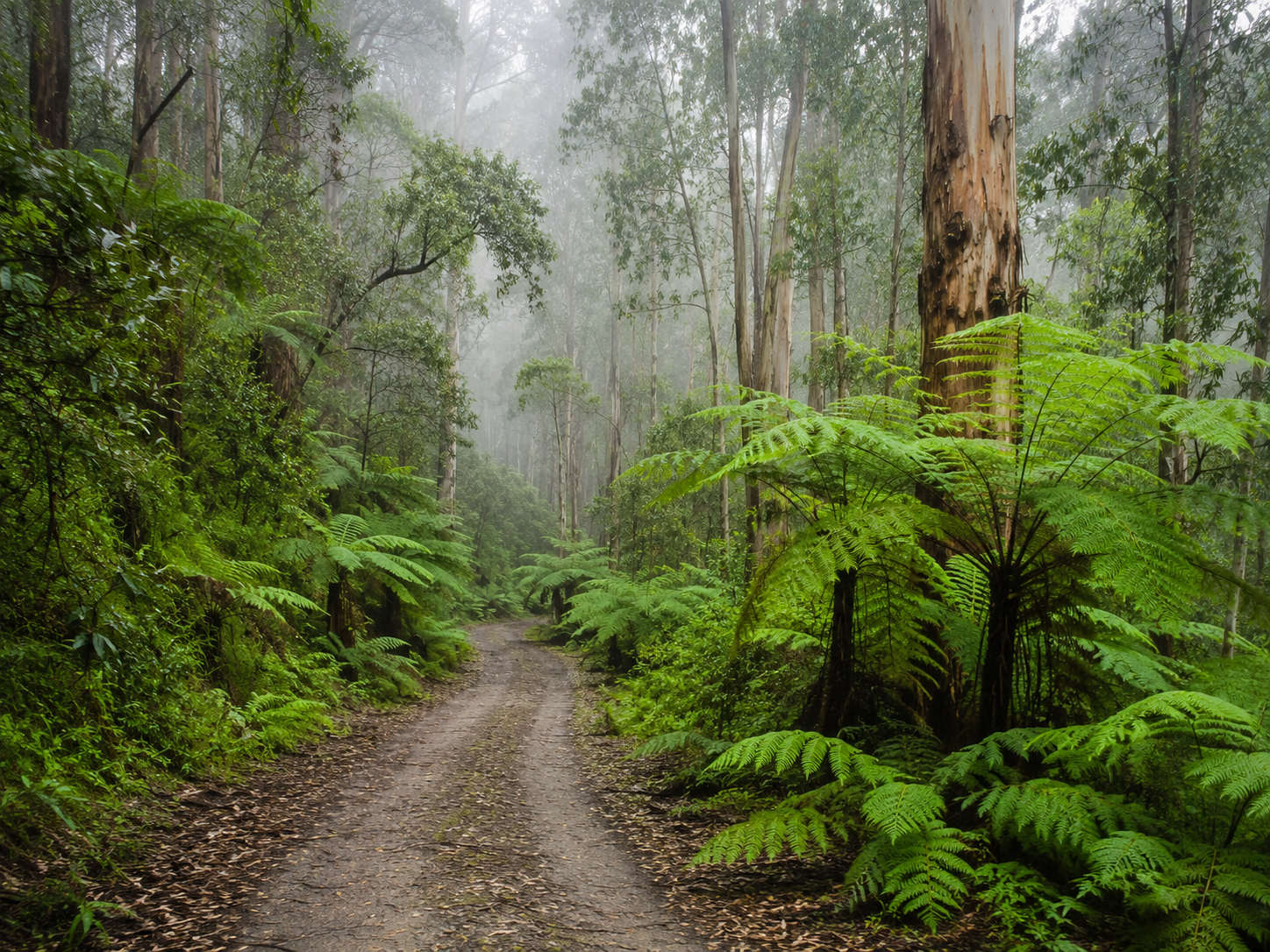 Bunyip State Park Parks Victoria