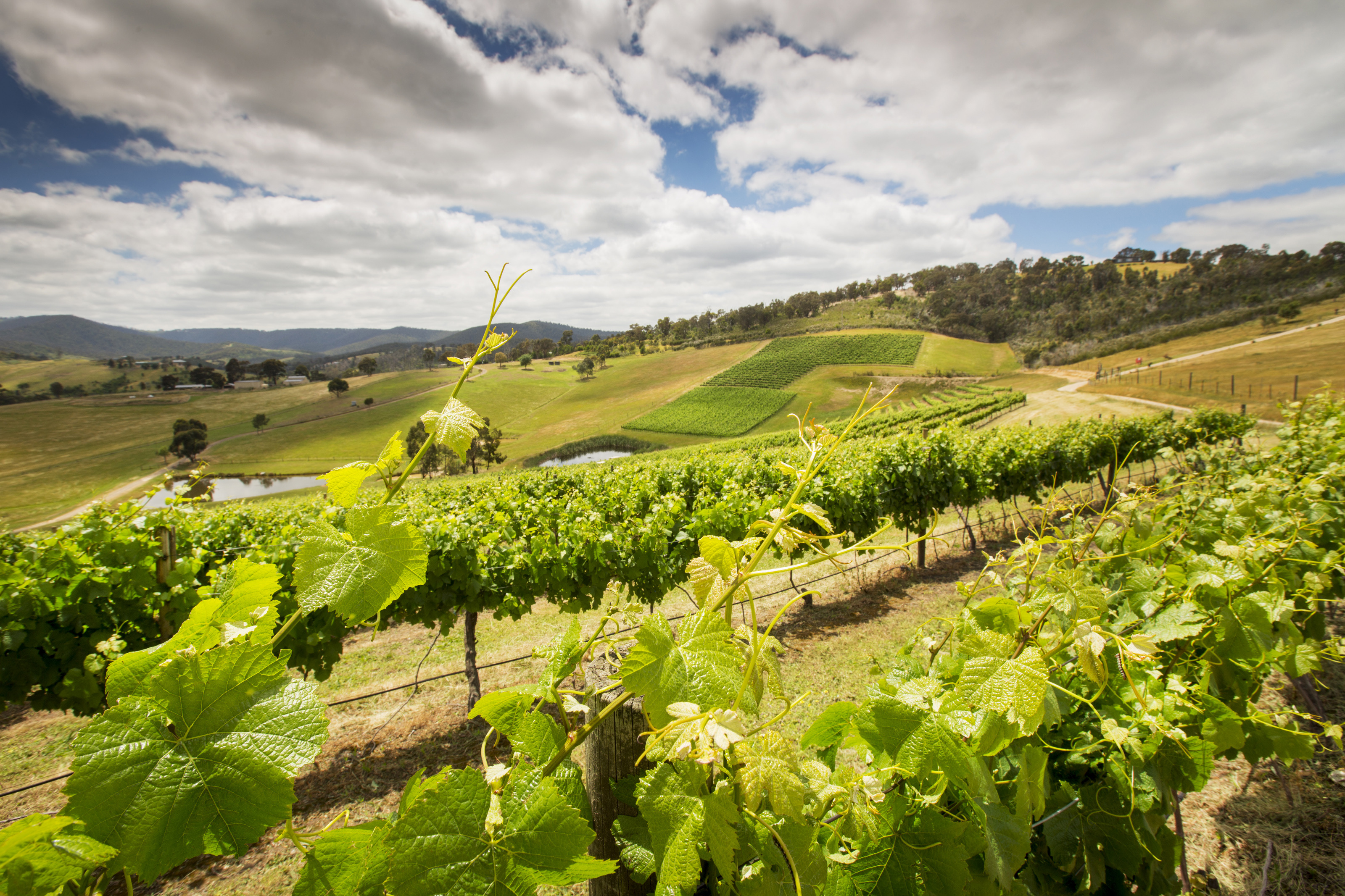 Lances Vineyard St Andrews Photo David Hannah