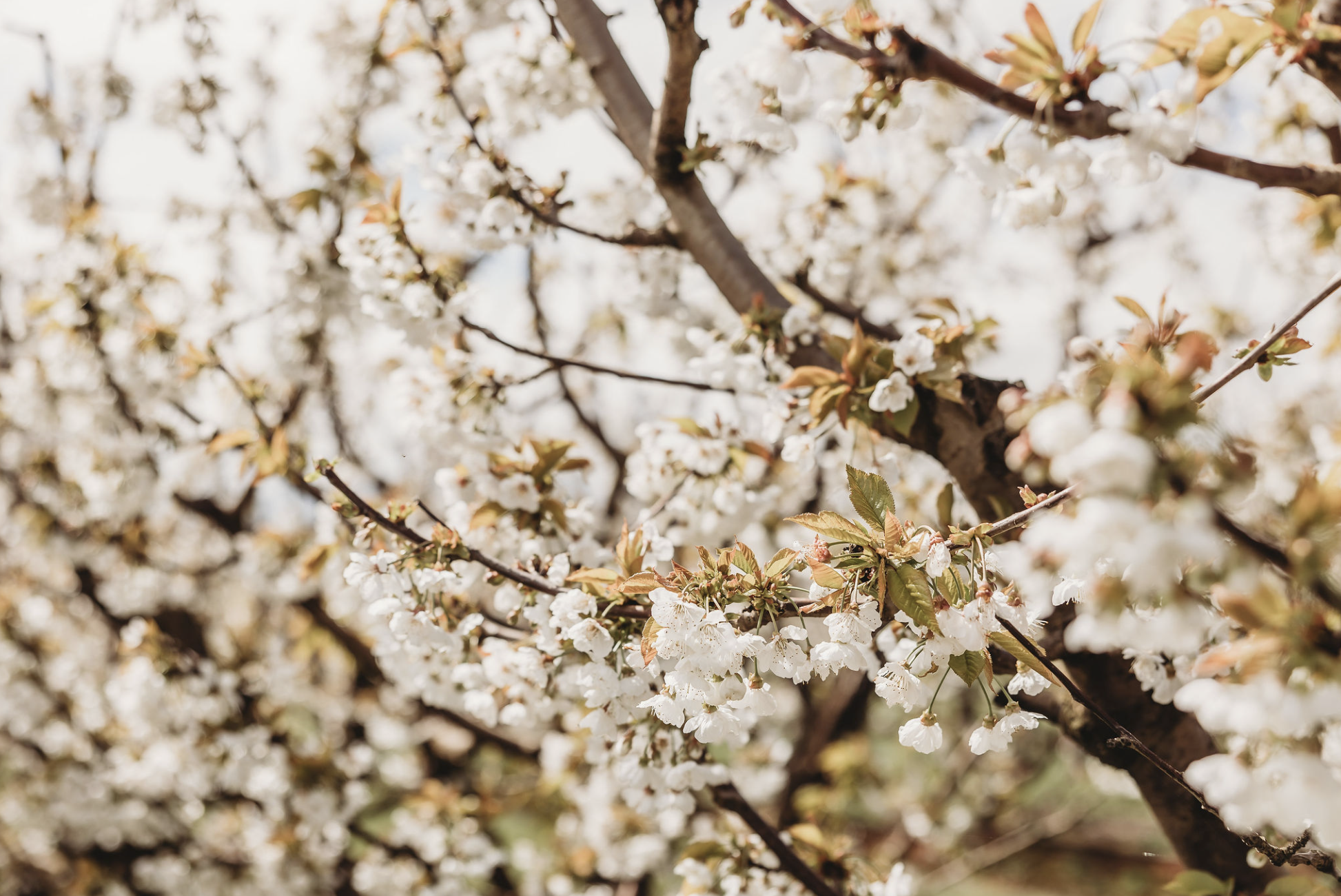 Screen Shot 2024 01 25 at 10 36 12 am