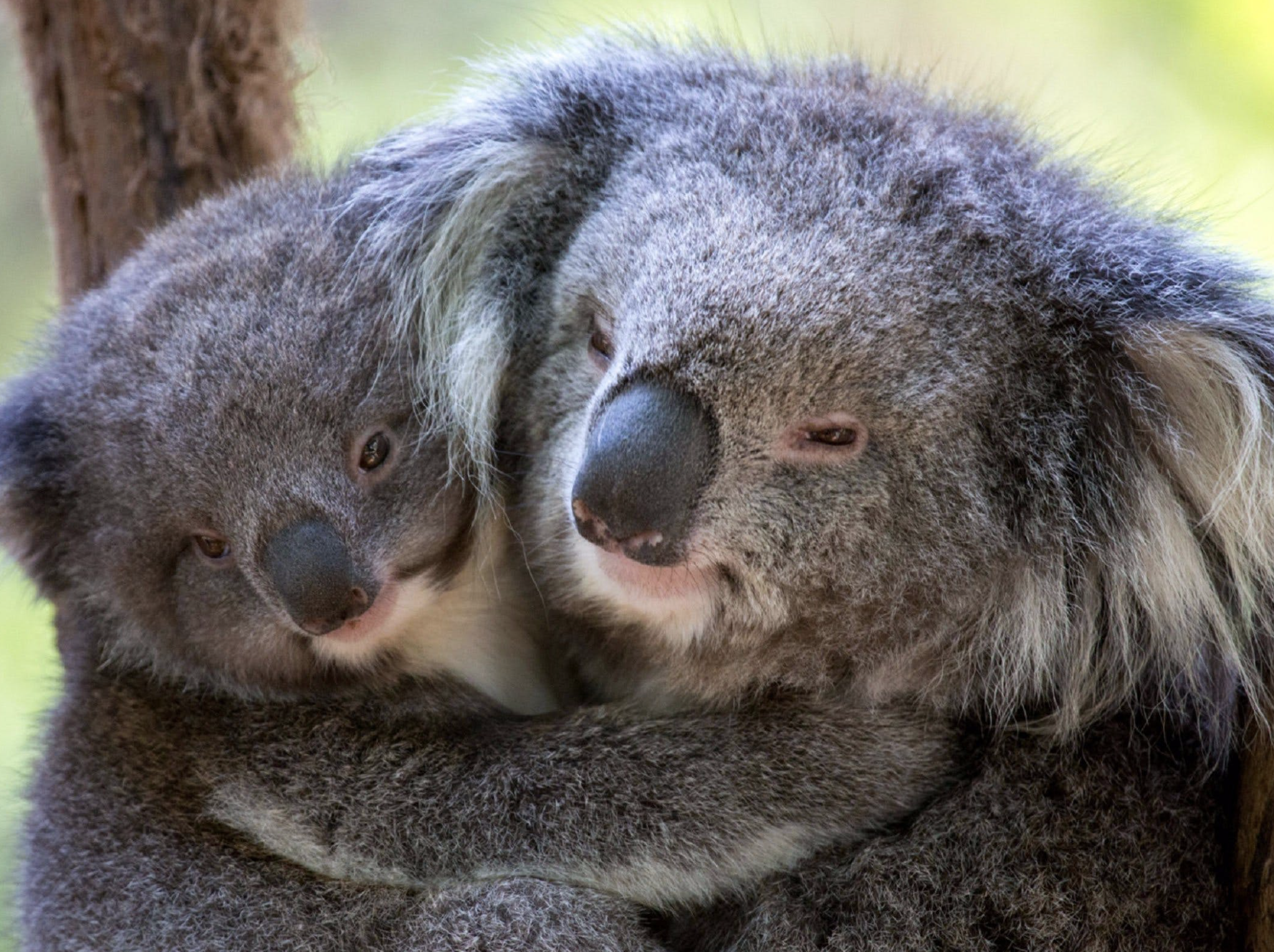 Screen Shot 2024 03 27 at 11 41 03 am