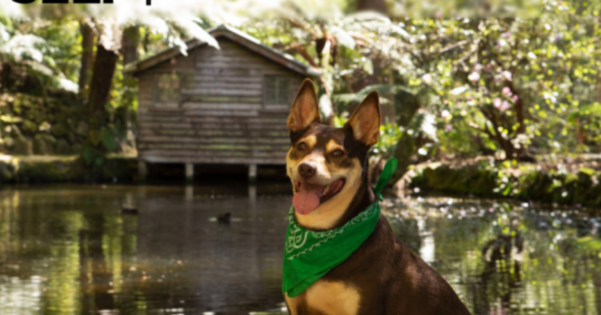 Pet Friendly Visit Yarra Valley & Dandenong Ranges