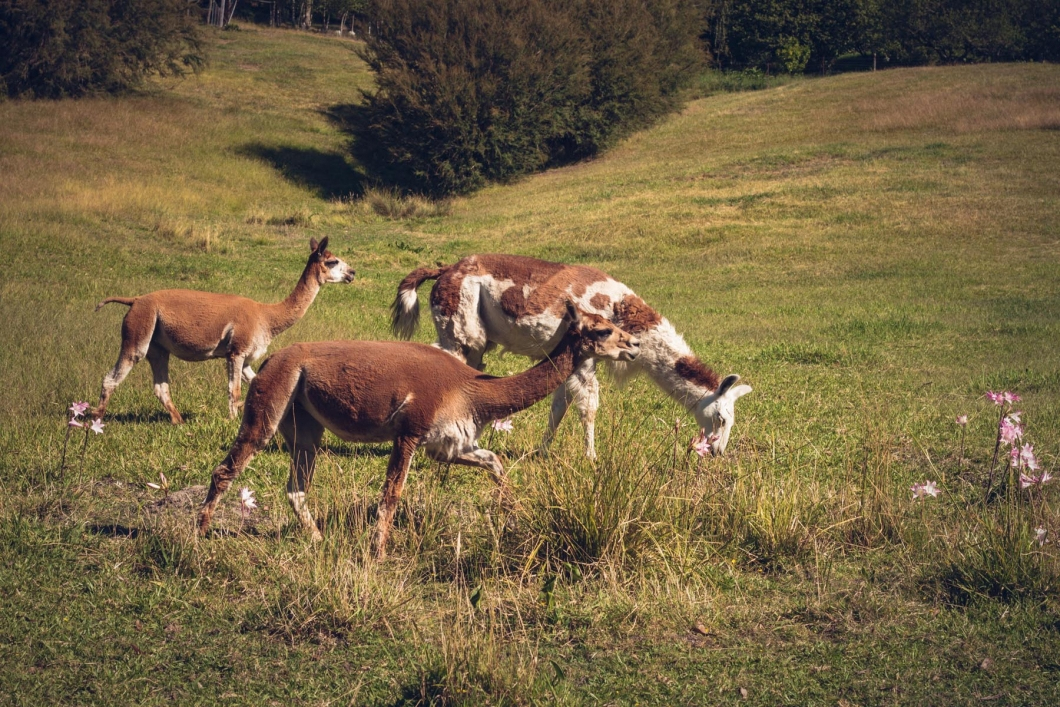 Alpaca warburton trail