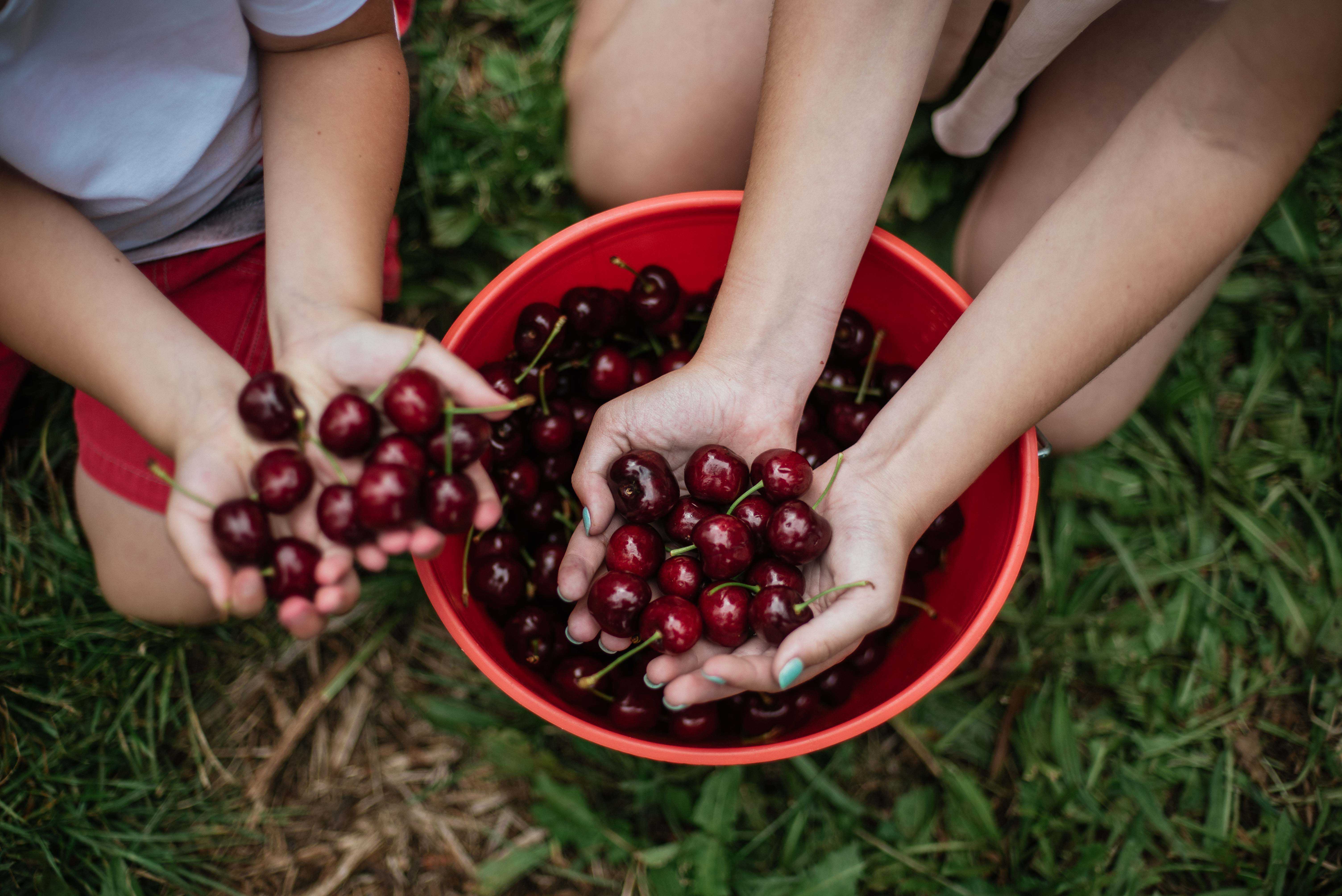 Cherries in bucket