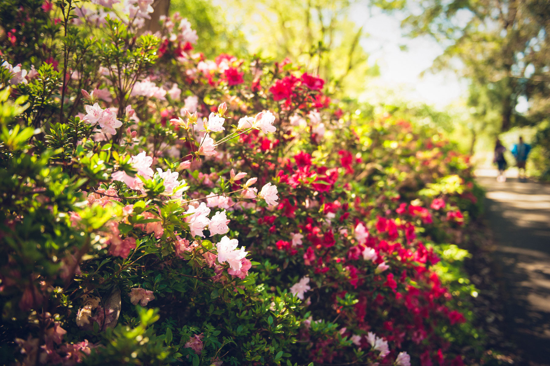 Must see gardens dandenong ranges national park