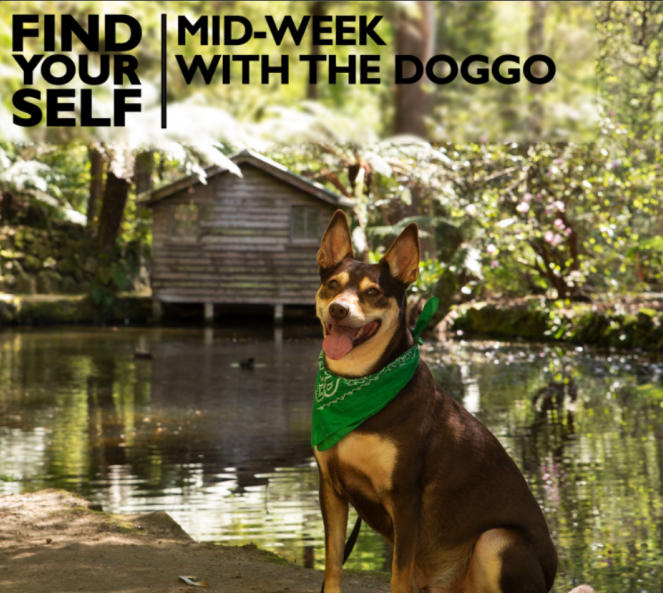 Pet Friendly Visit Yarra Valley & Dandenong Ranges