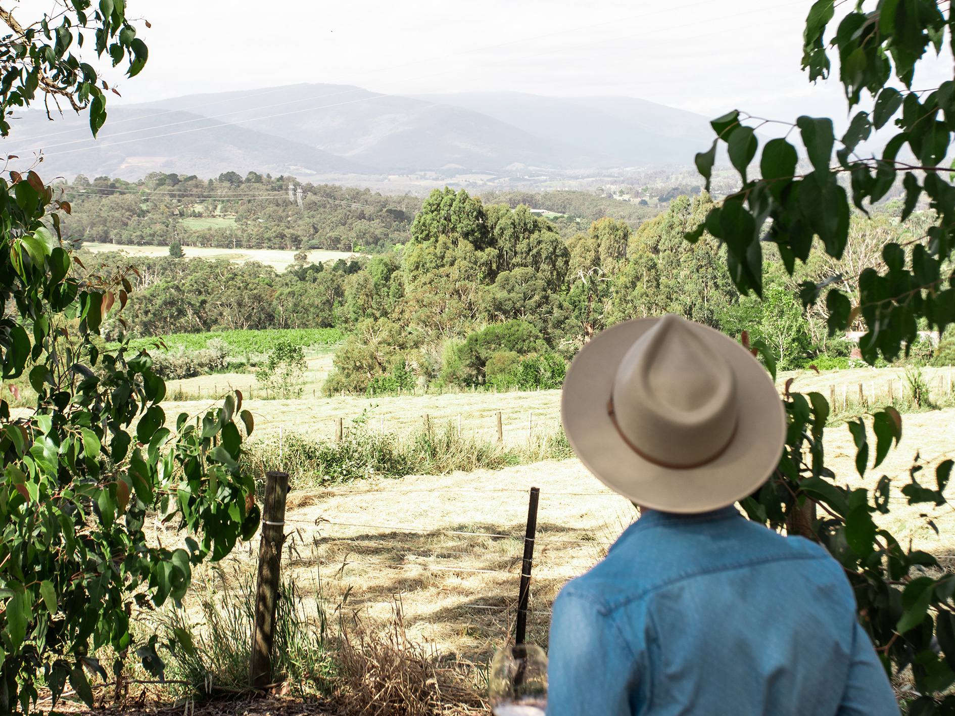 Yv wine seville estate