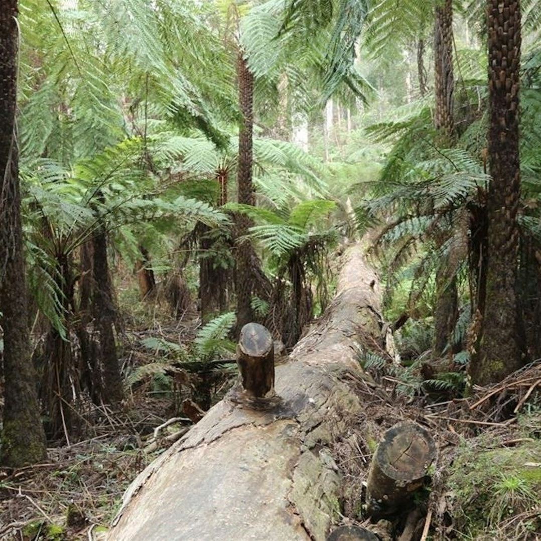 yarravalley dandenongranges
