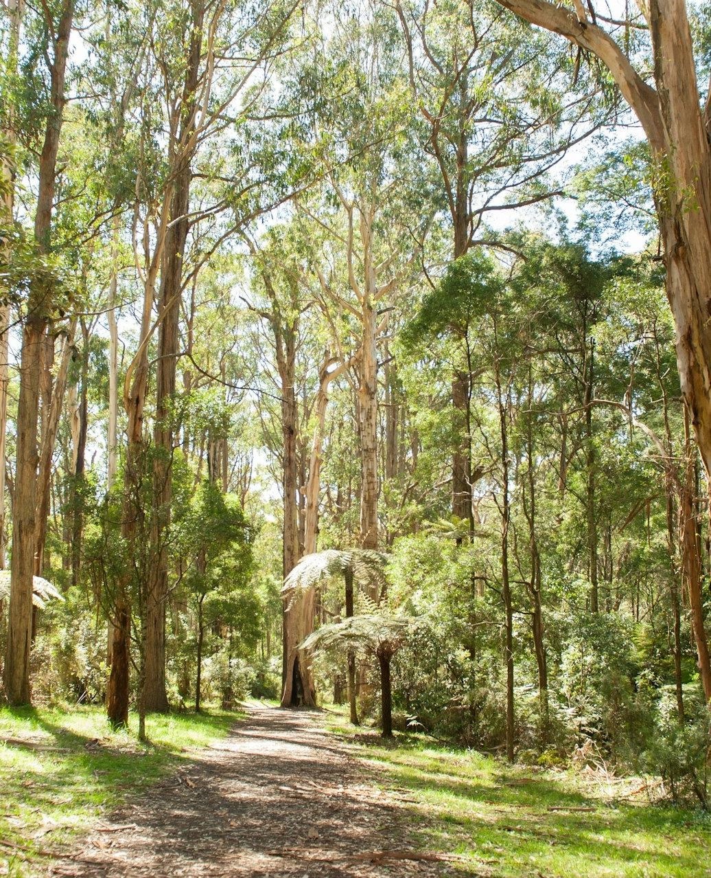 yarravalley dandenongranges