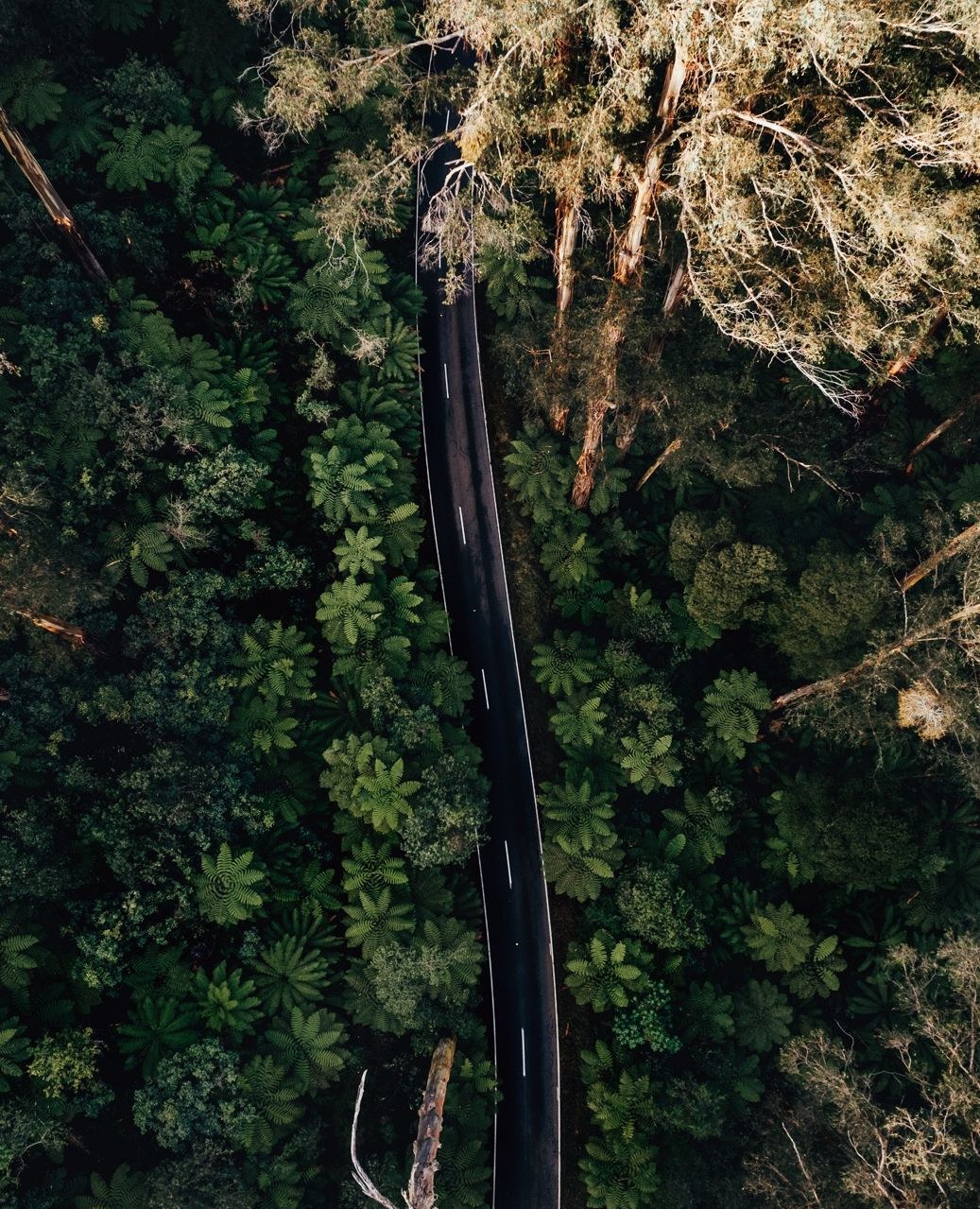 yarravalley dandenongranges
