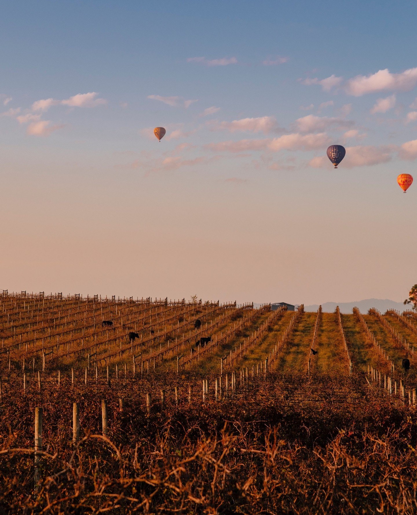 yarravalley dandenongranges