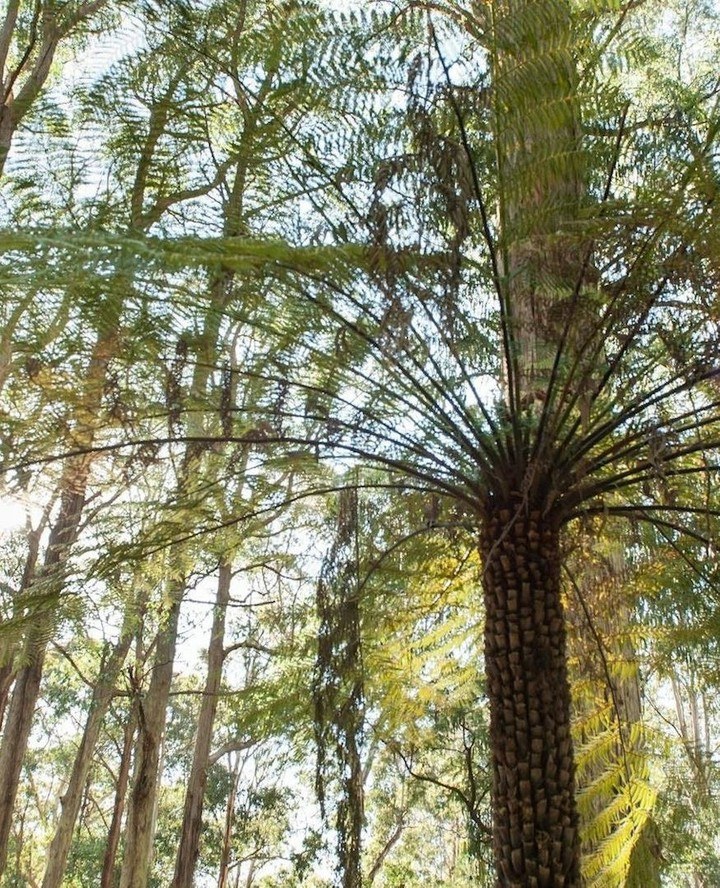 yarravalley dandenongranges