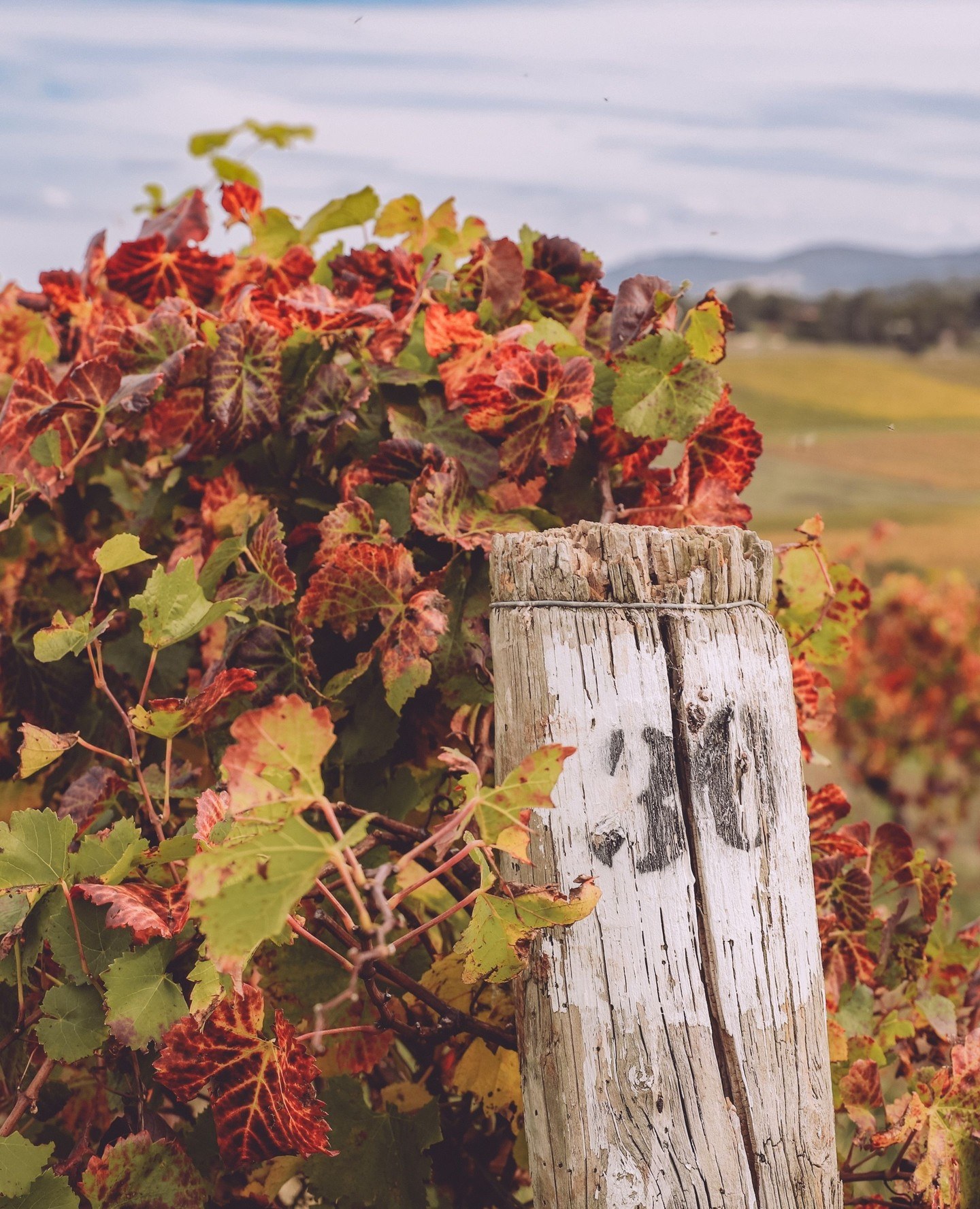 yarravalley dandenongranges