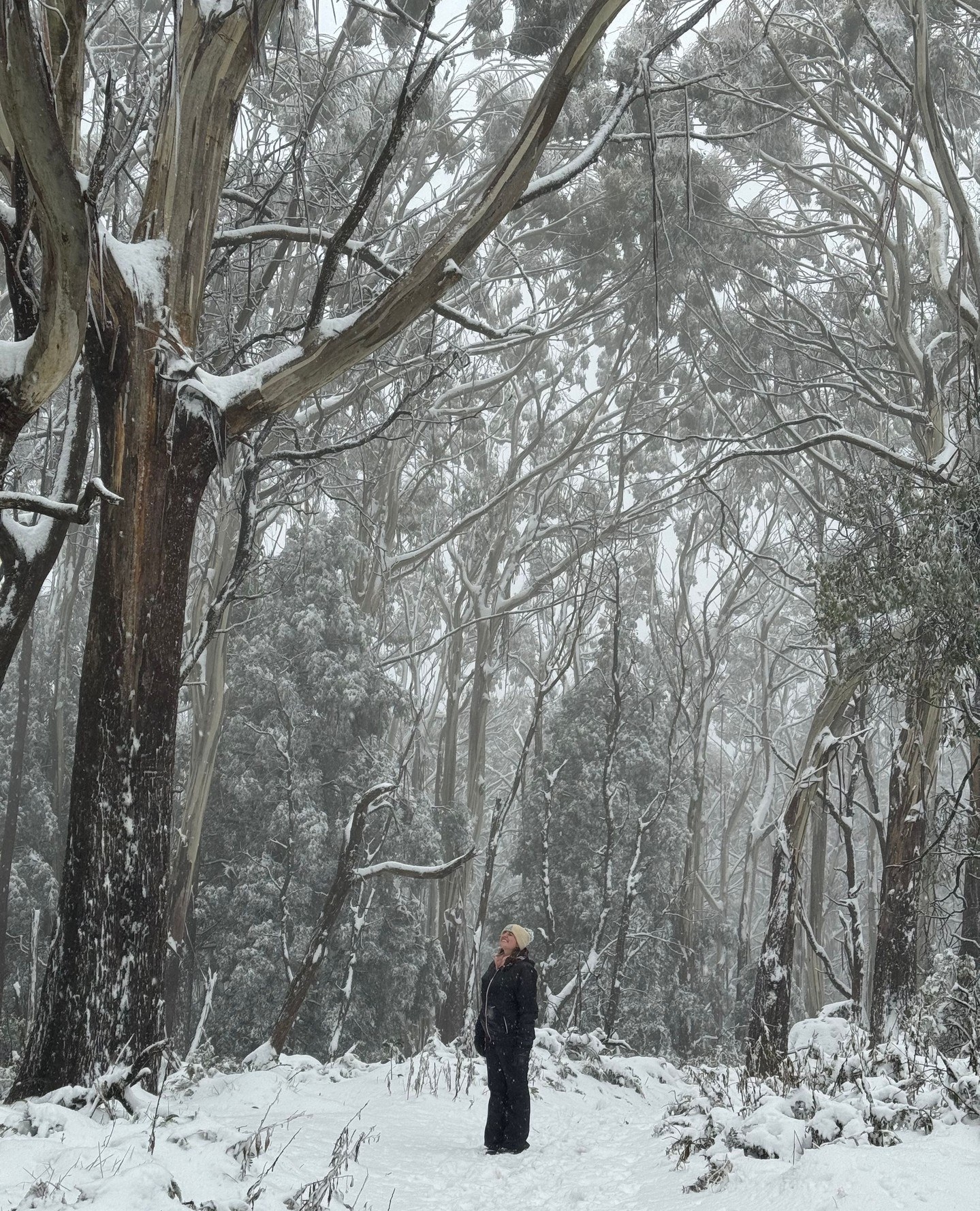 yarravalley dandenongranges