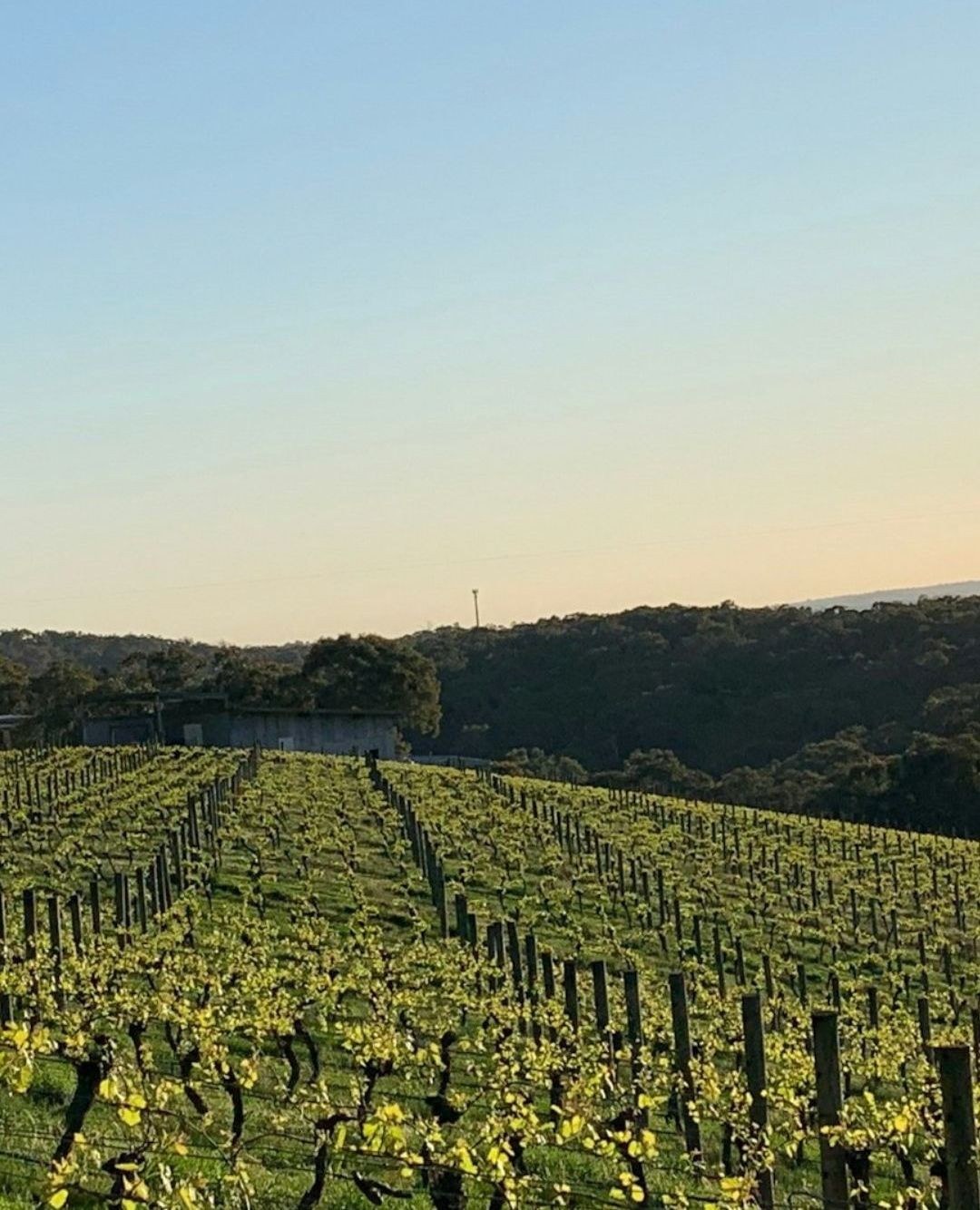 yarravalley dandenongranges