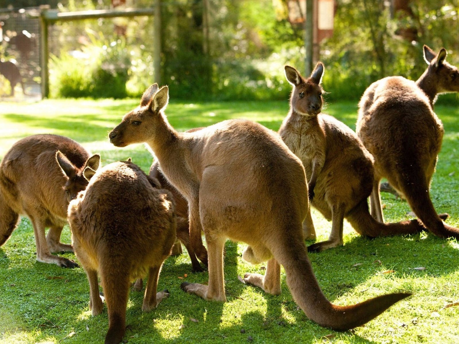 Yarra Valley Safari… Visit Yarra Valley & Dandenong Ranges