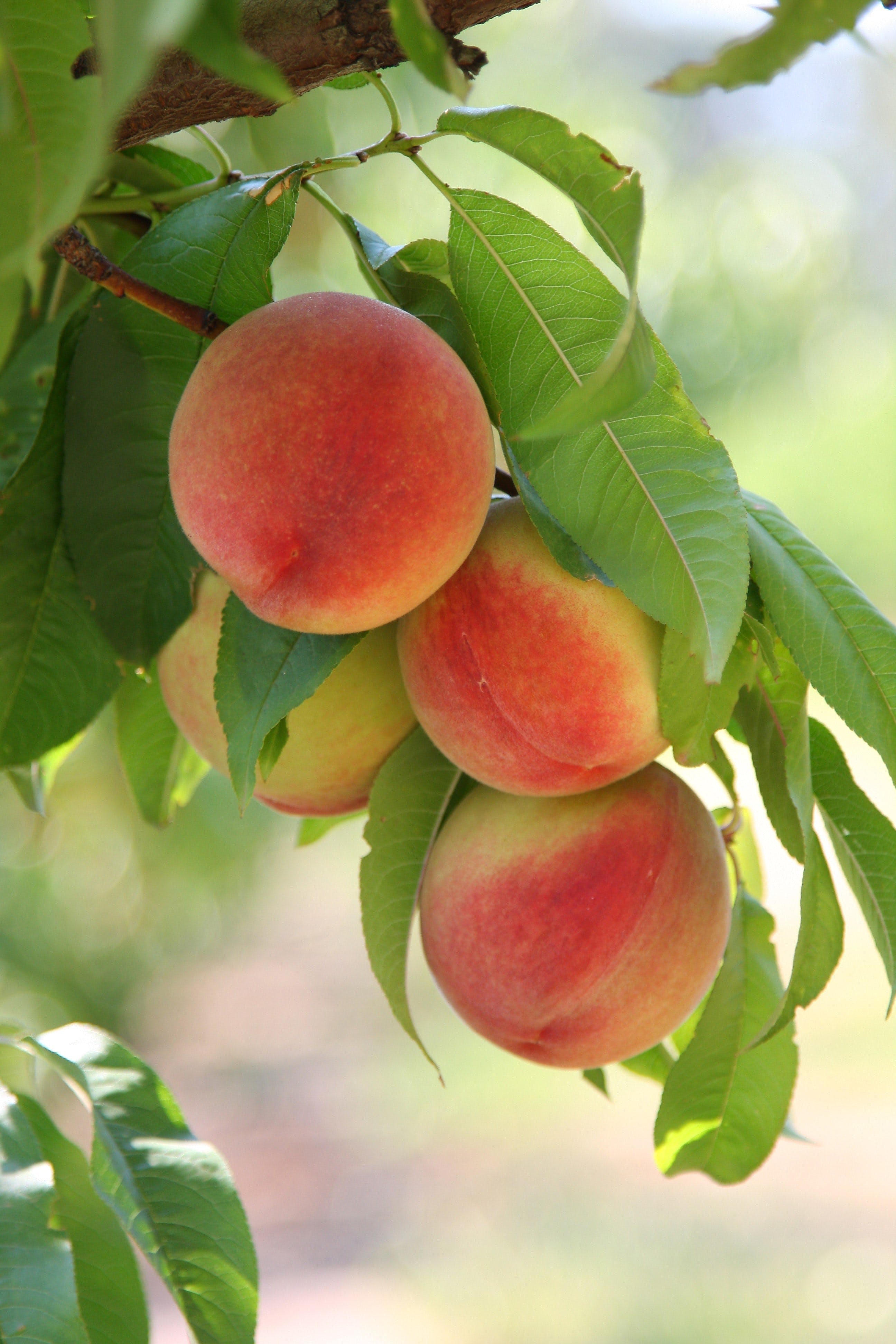 0E6D4Ee442D66B49B716Cda1E682Ef62