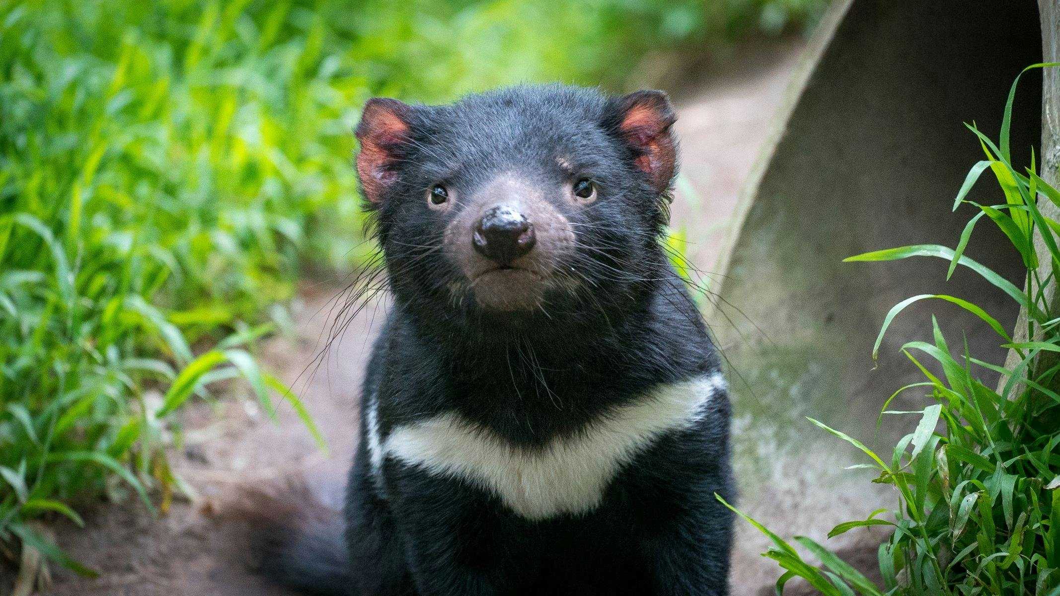 11Dc13994Bca99D17D8147C899E44F11